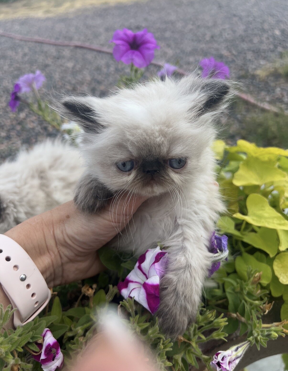 Persian Kittens image 3