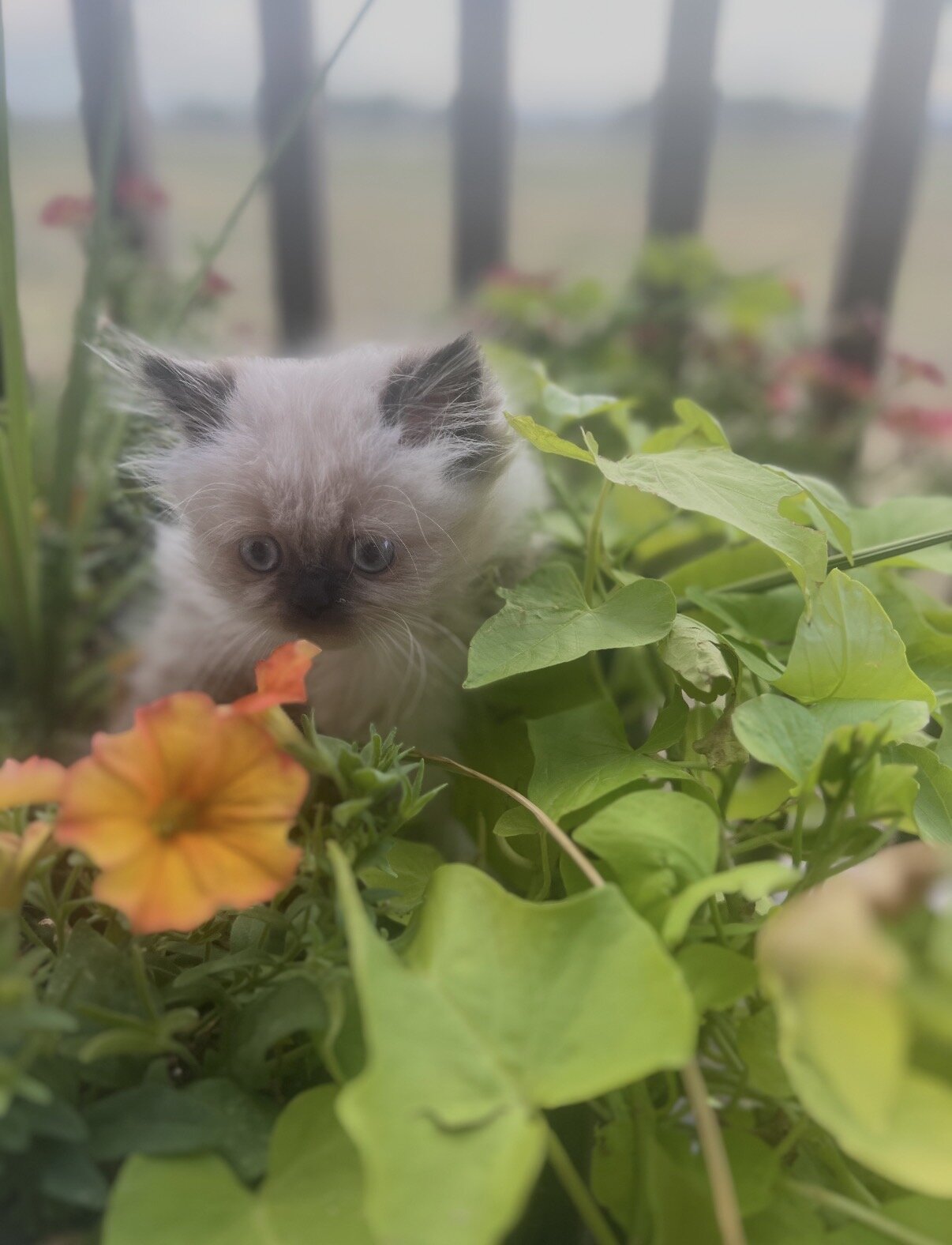 Persian Kittens image 1