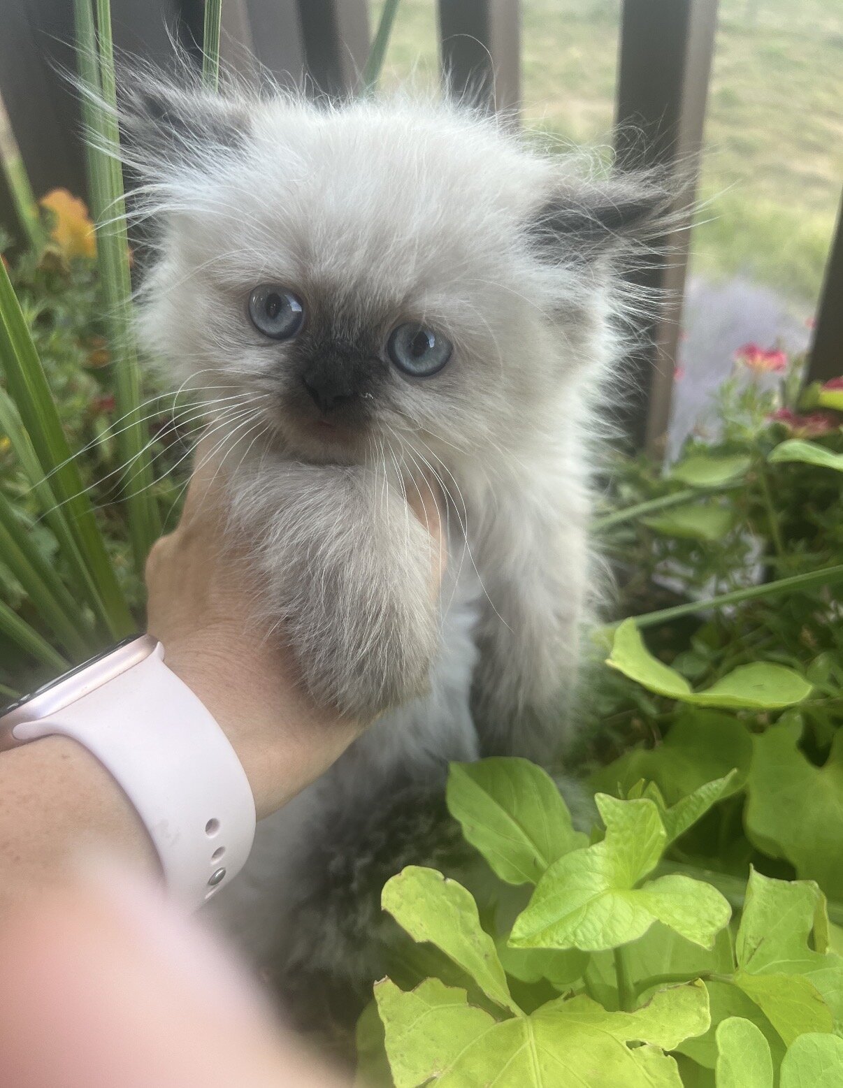 Persian Kittens image 5