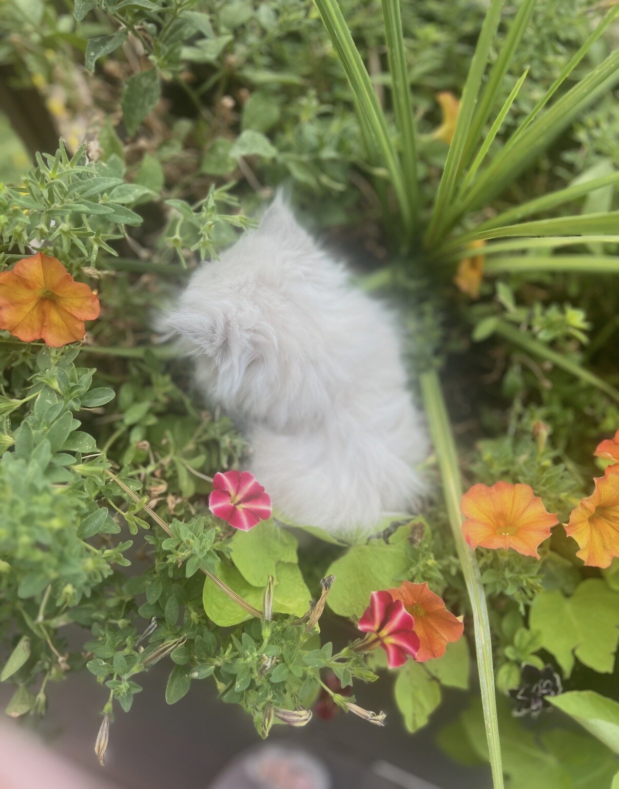 Persian Kittens image 2