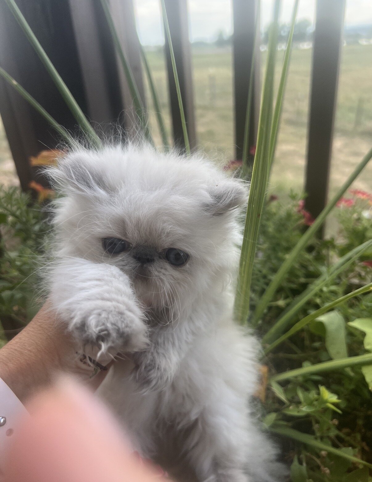 Persian Kittens image 9