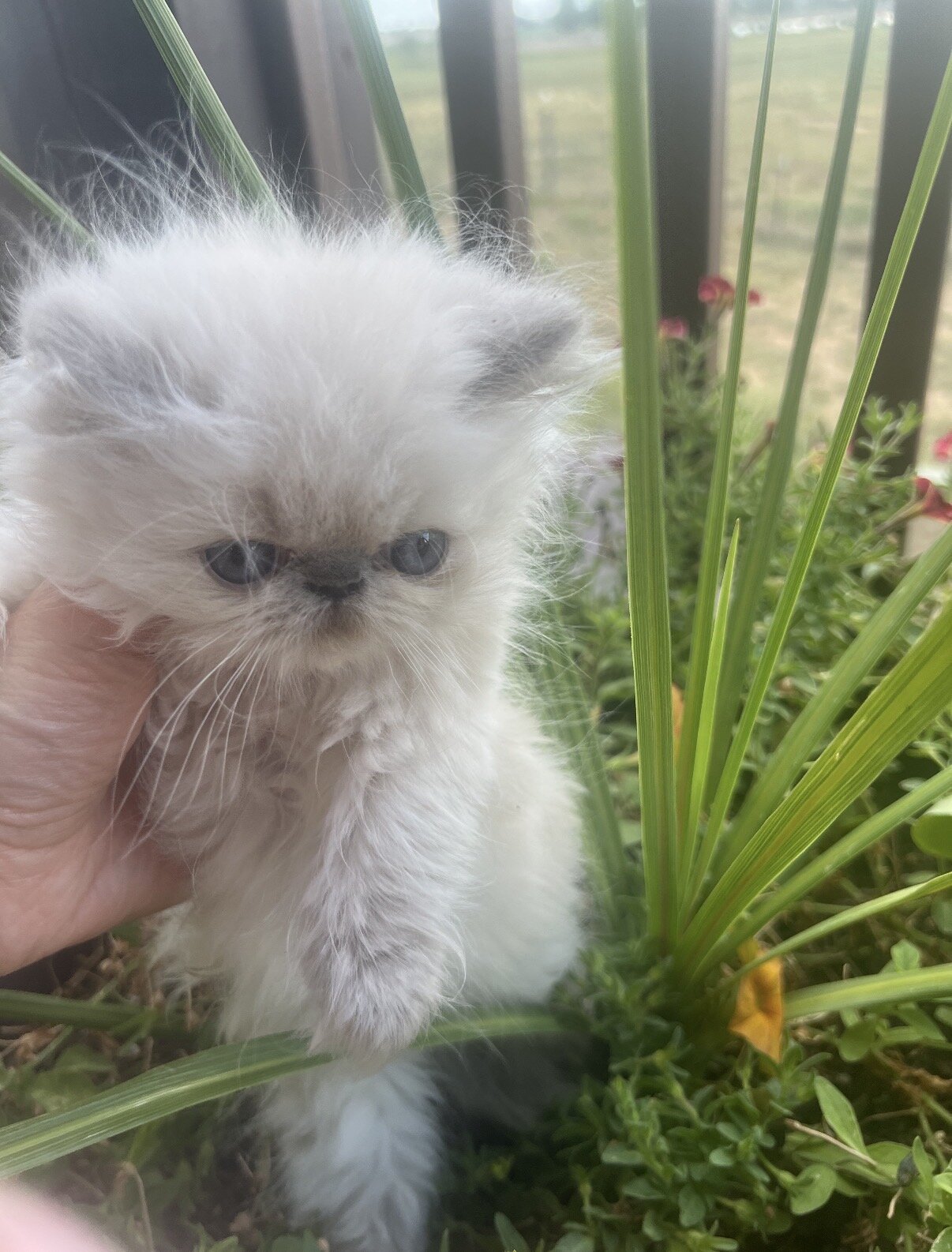 Persian Kittens image 8