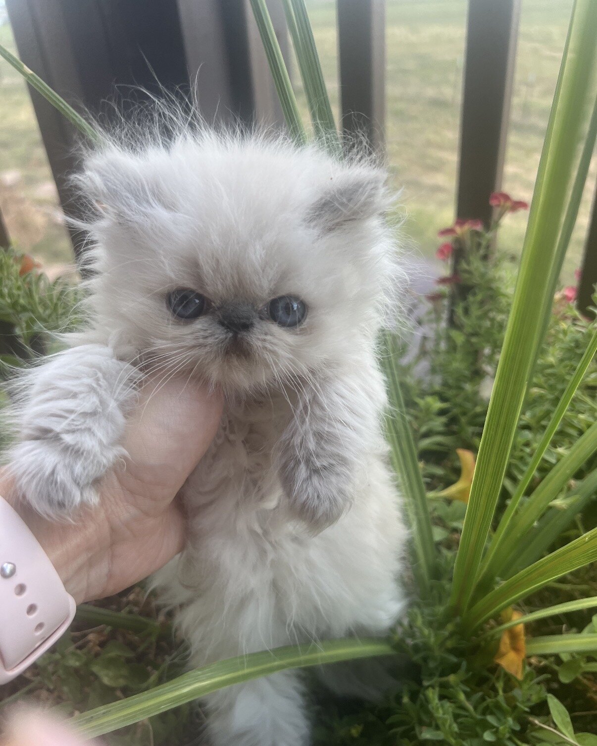 Persian Kittens image 7