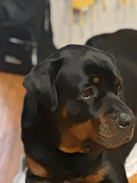 3yr Rottweiler Brothers image 5