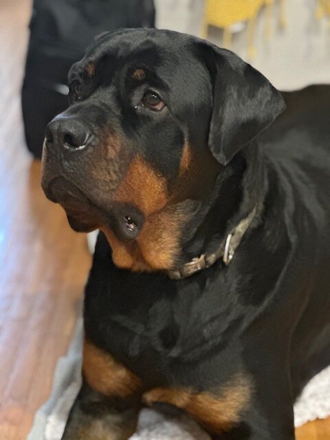 3yr Rottweiler Brothers image 2