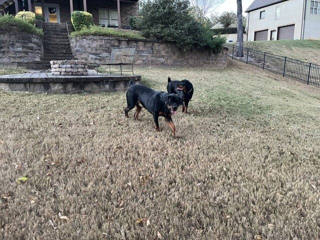3yr Rottweiler Brothers image 1