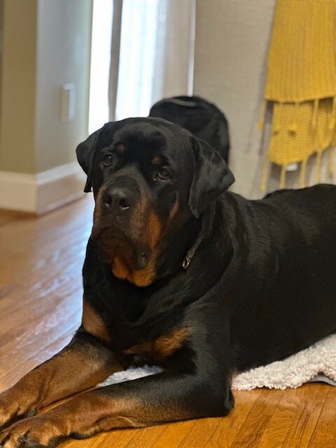 3yr Rottweiler Brothers image 3