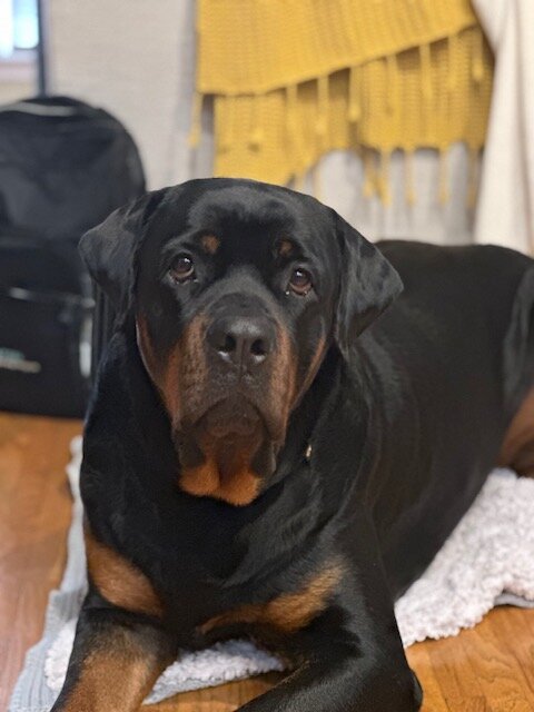 3yr Rottweiler Brothers image 4