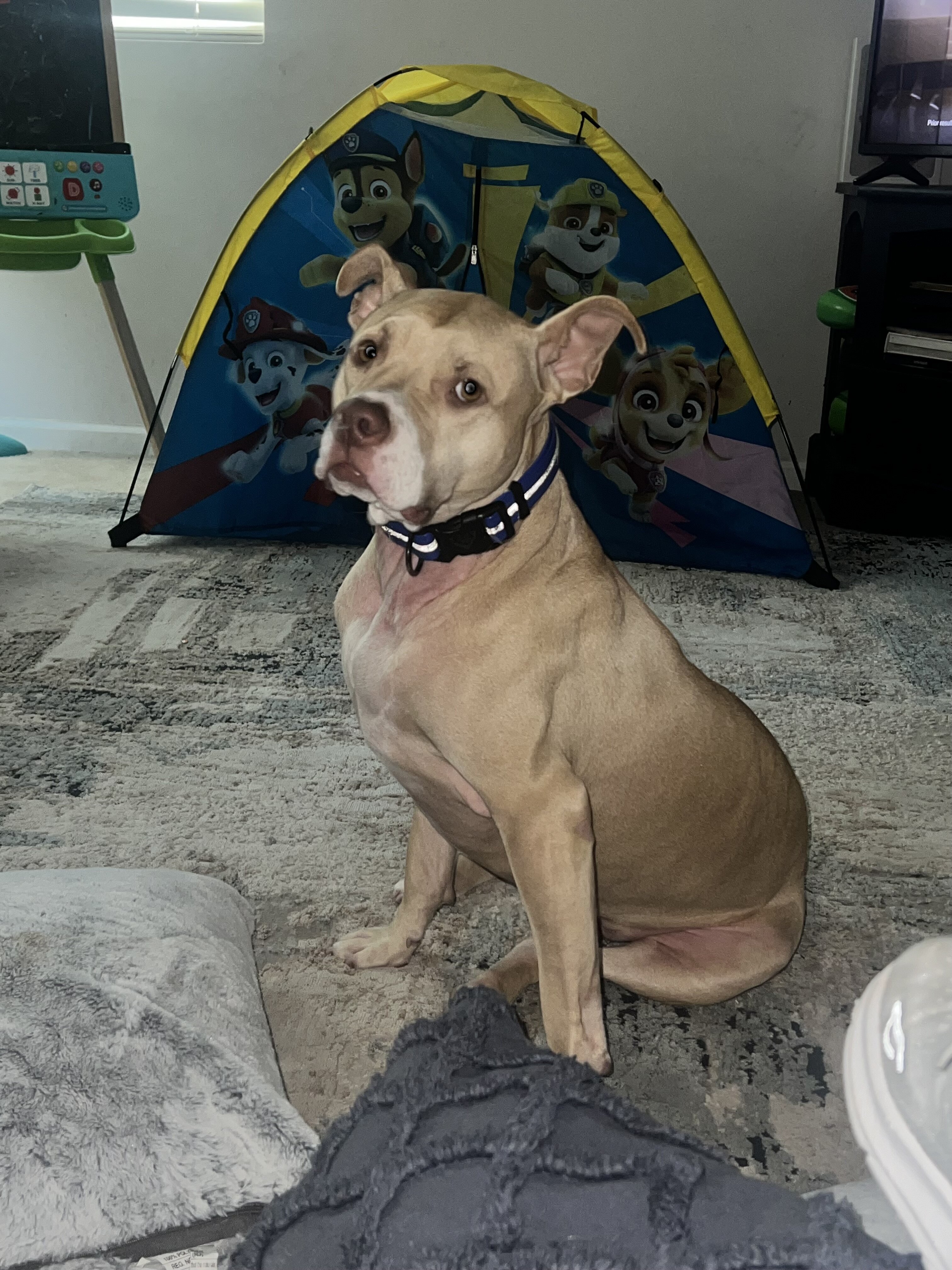 Mixed Breed image 2