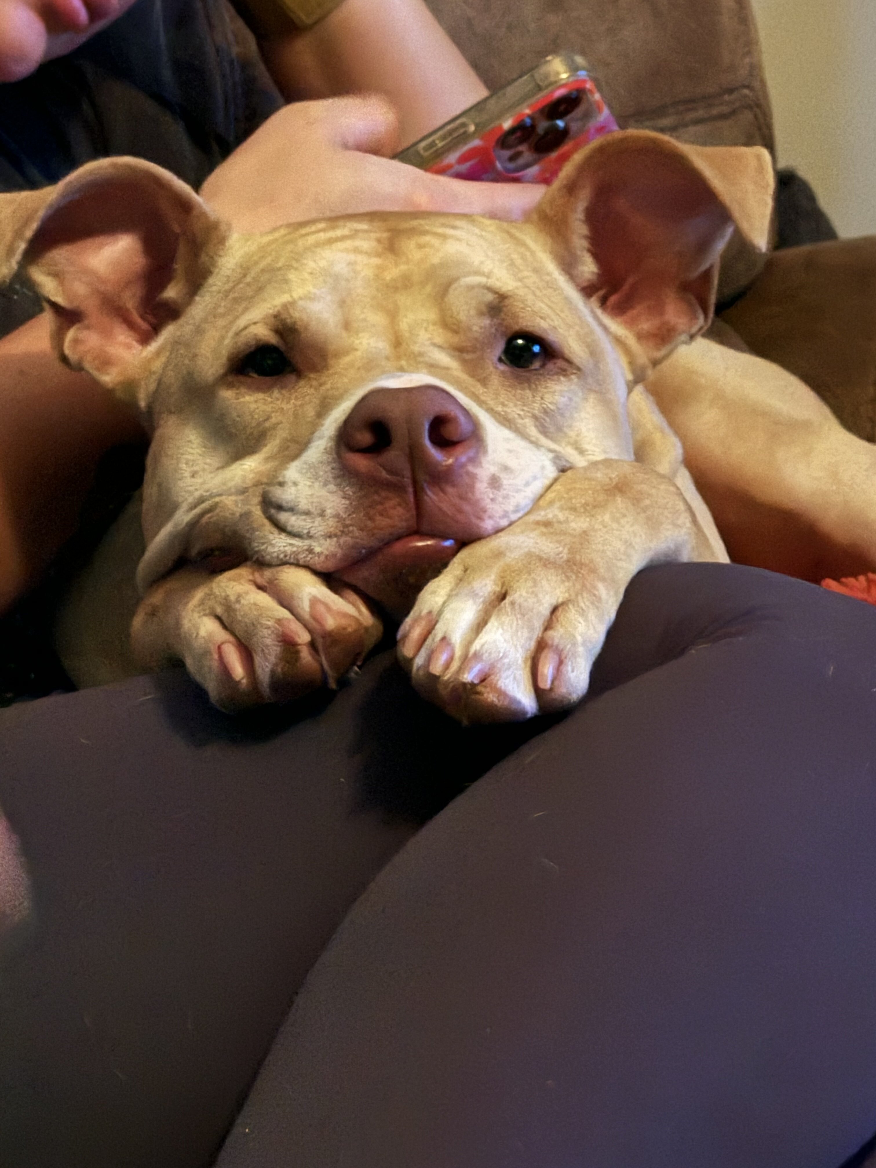 Mixed Breed image 1
