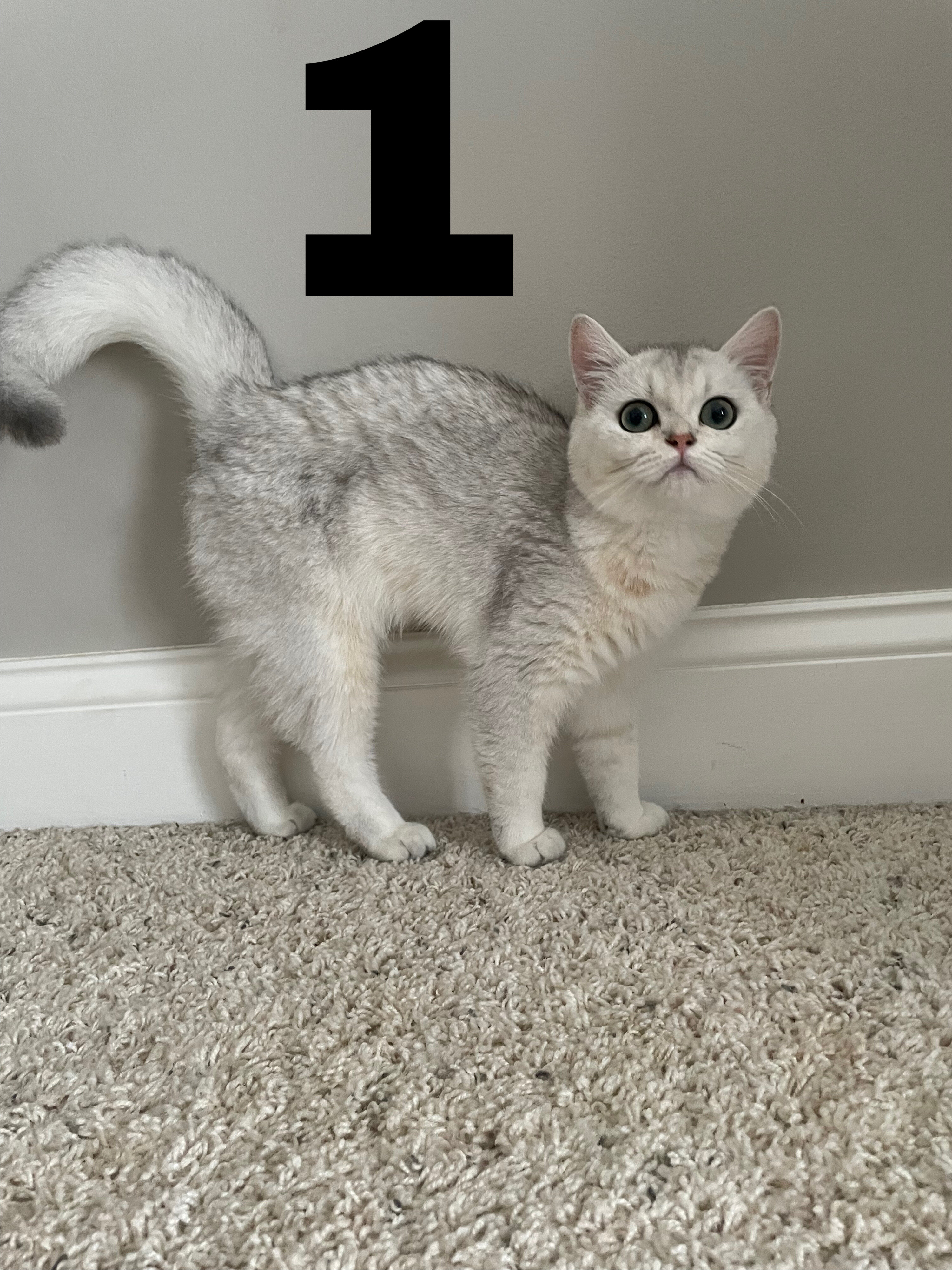 British shorthair kittens image 3
