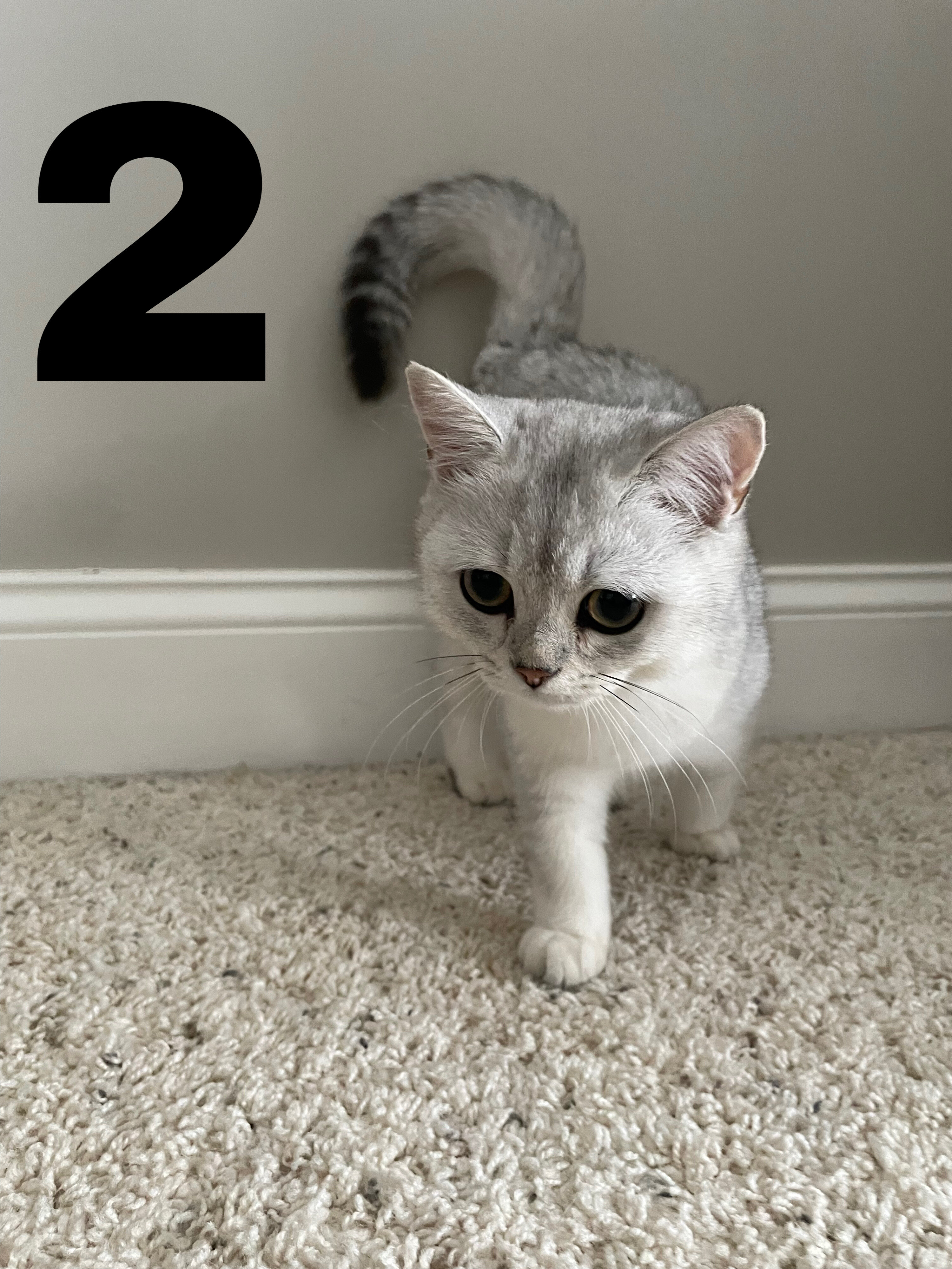 British shorthair kittens image 6