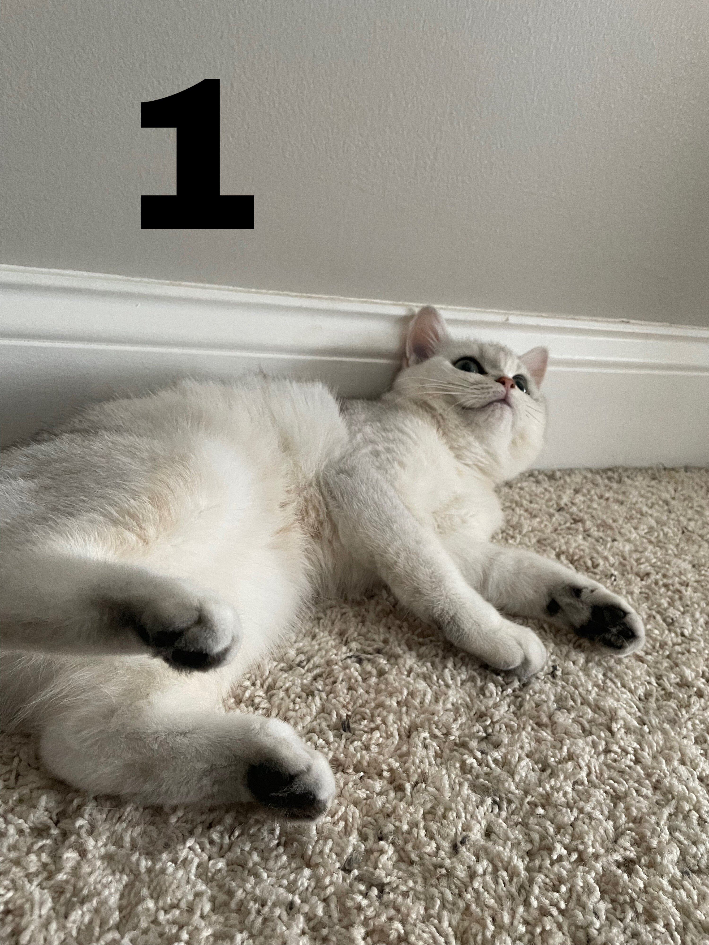 British shorthair kittens image 1