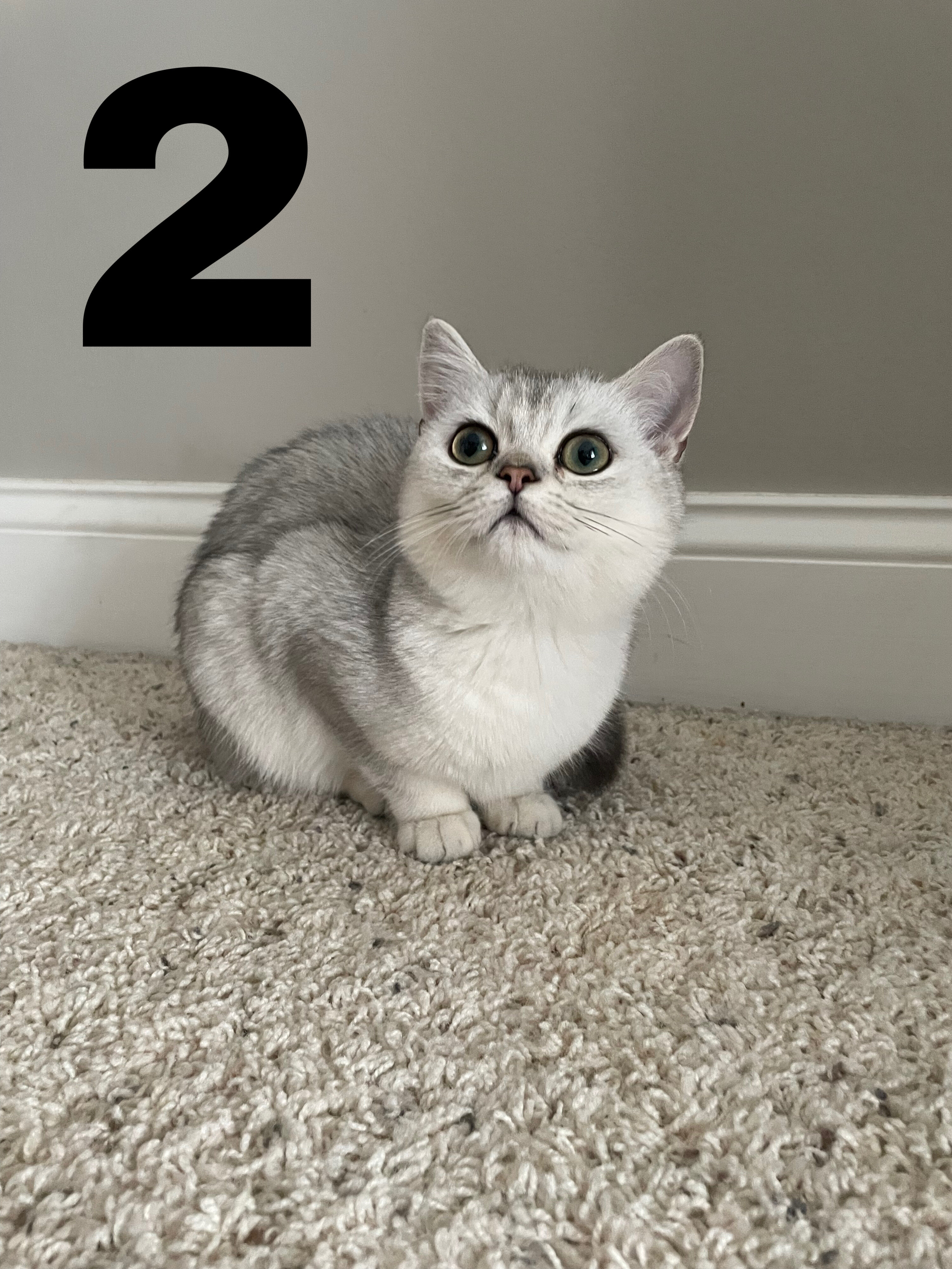 British shorthair kittens image 4