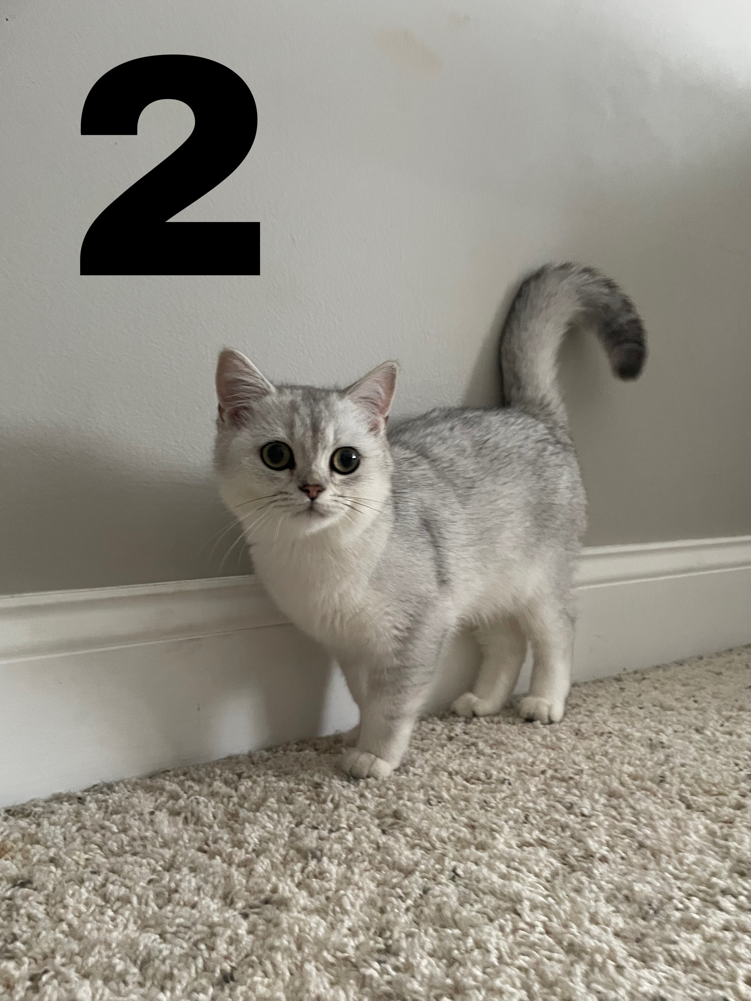 British shorthair kittens image 5
