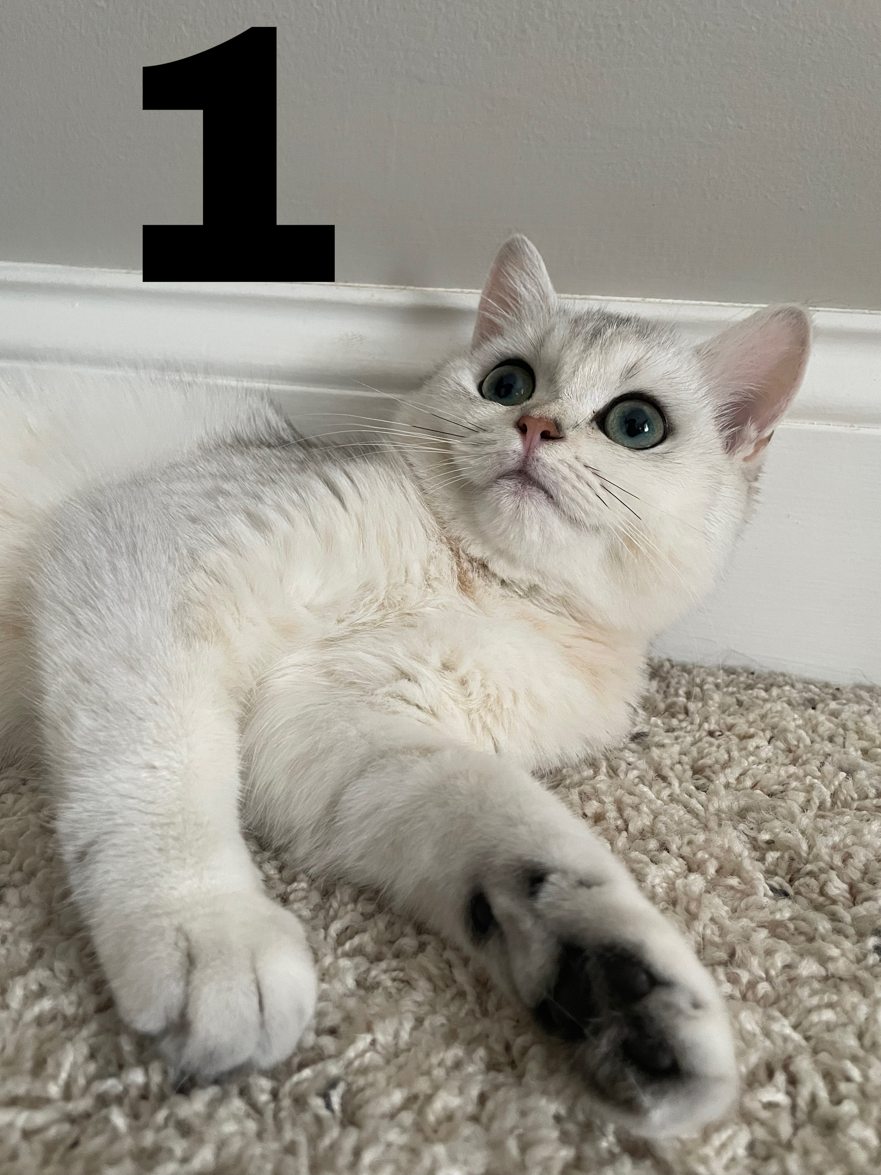 British shorthair kittens image 2