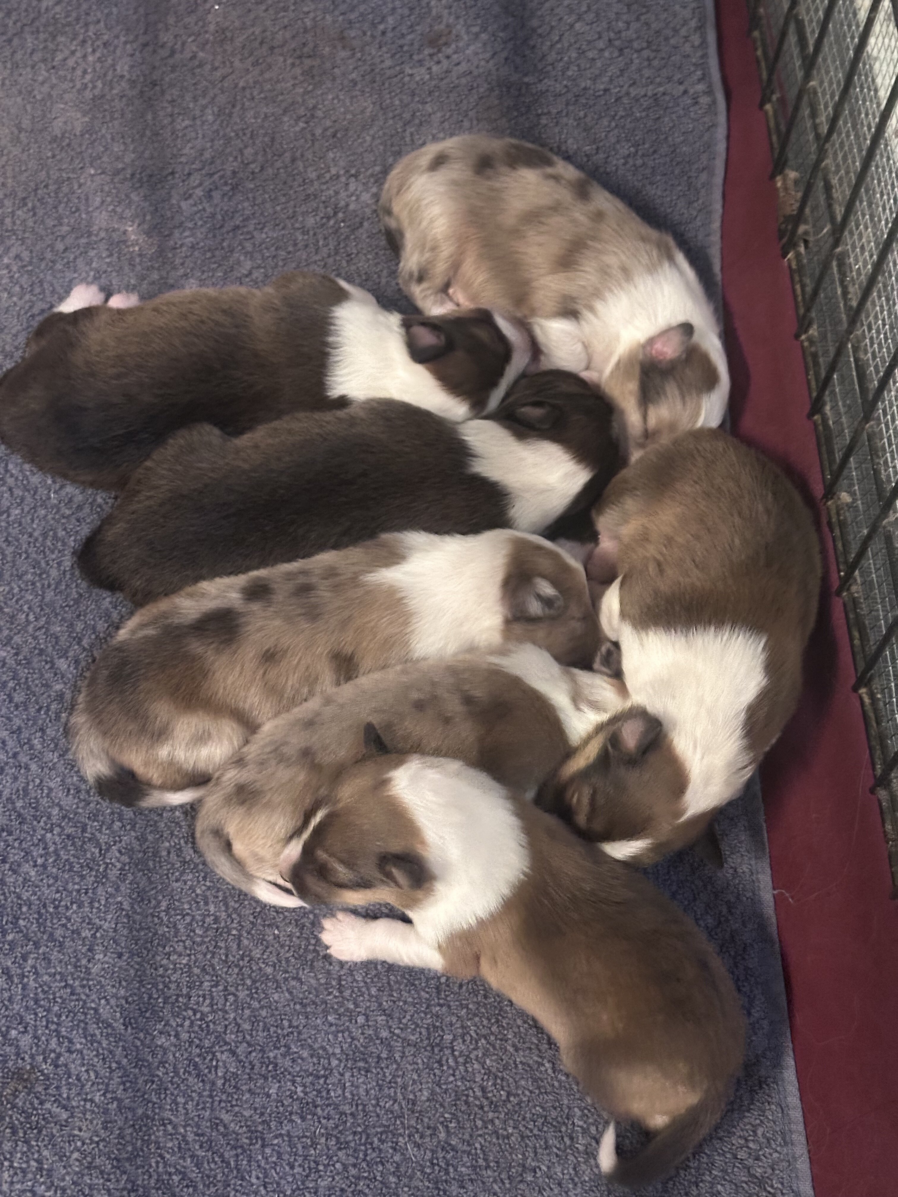 Shetland Sheepdog Puppies image 2