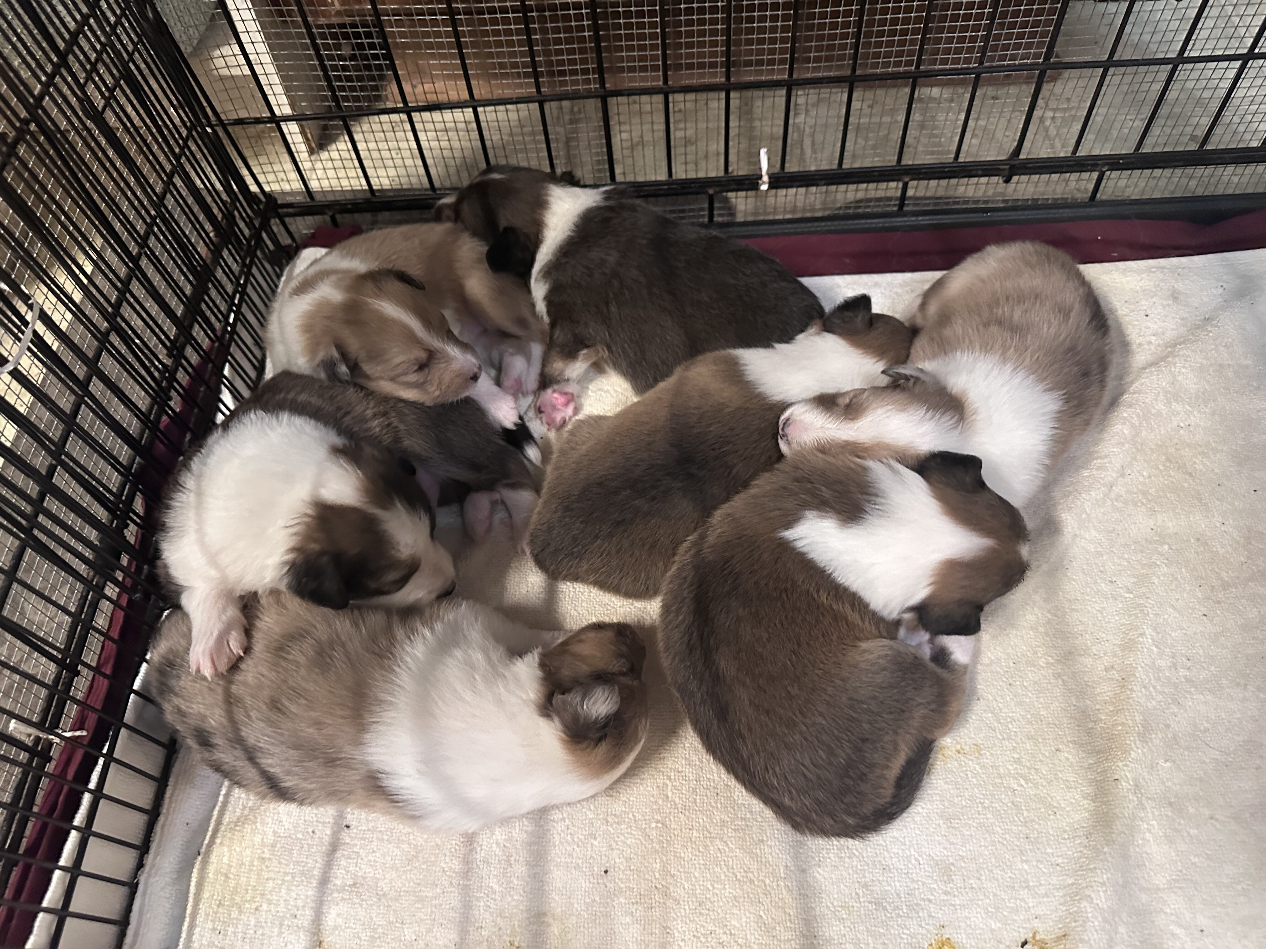 Shetland Sheepdog Puppies image 1