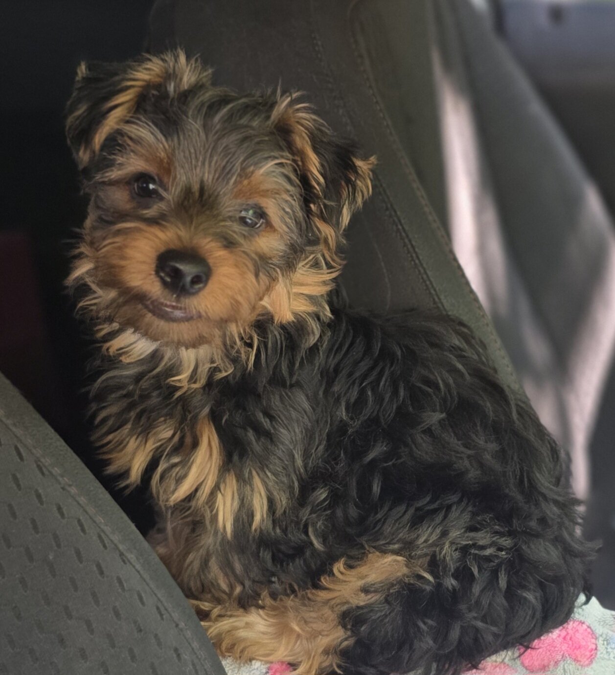 2 Male Yorkshire Terrier image 1