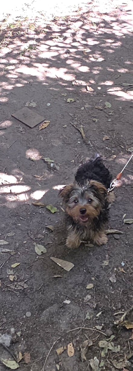 2 Male Yorkshire Terrier image 2