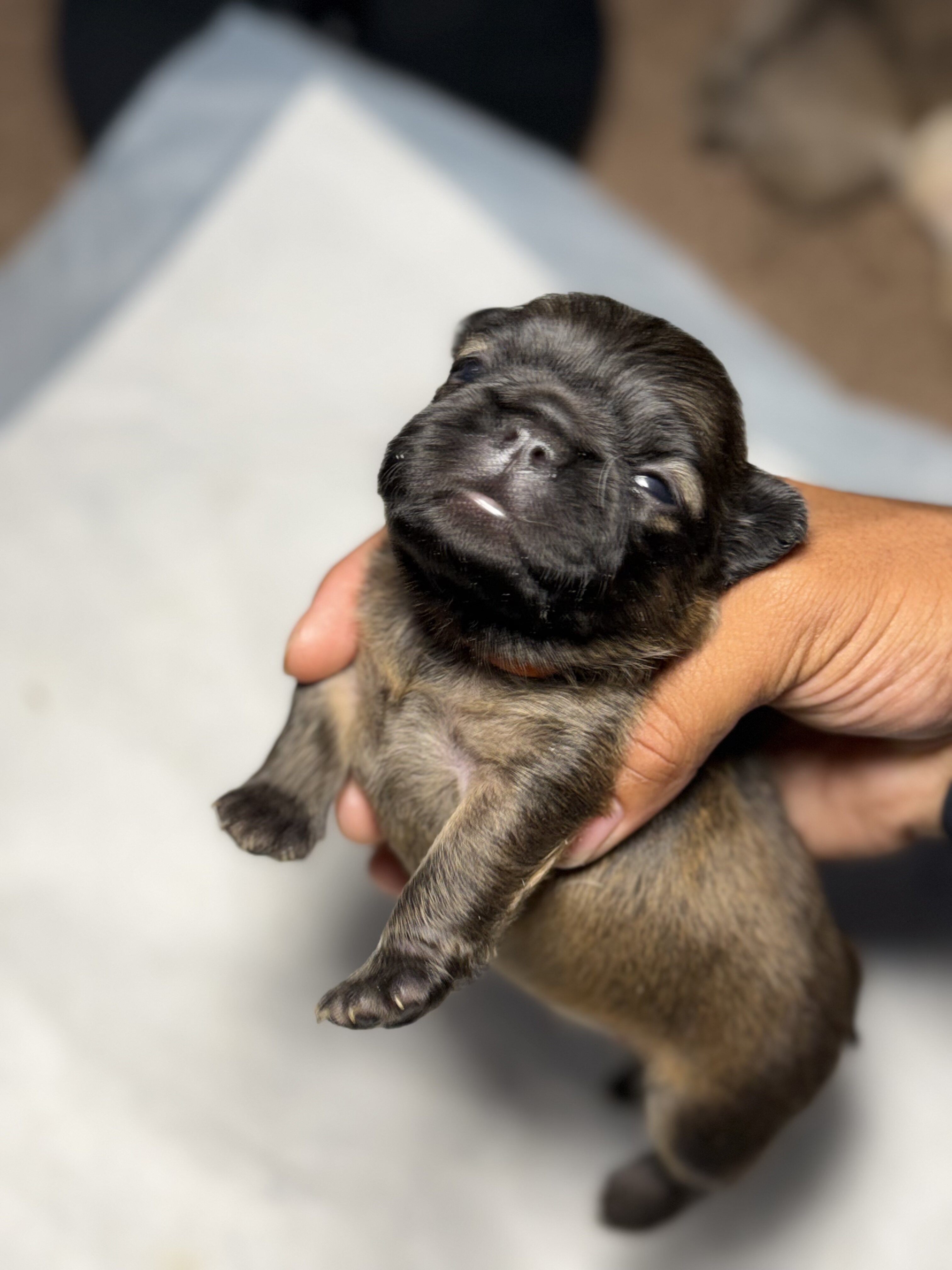 french bulldogs litter for sell image 3