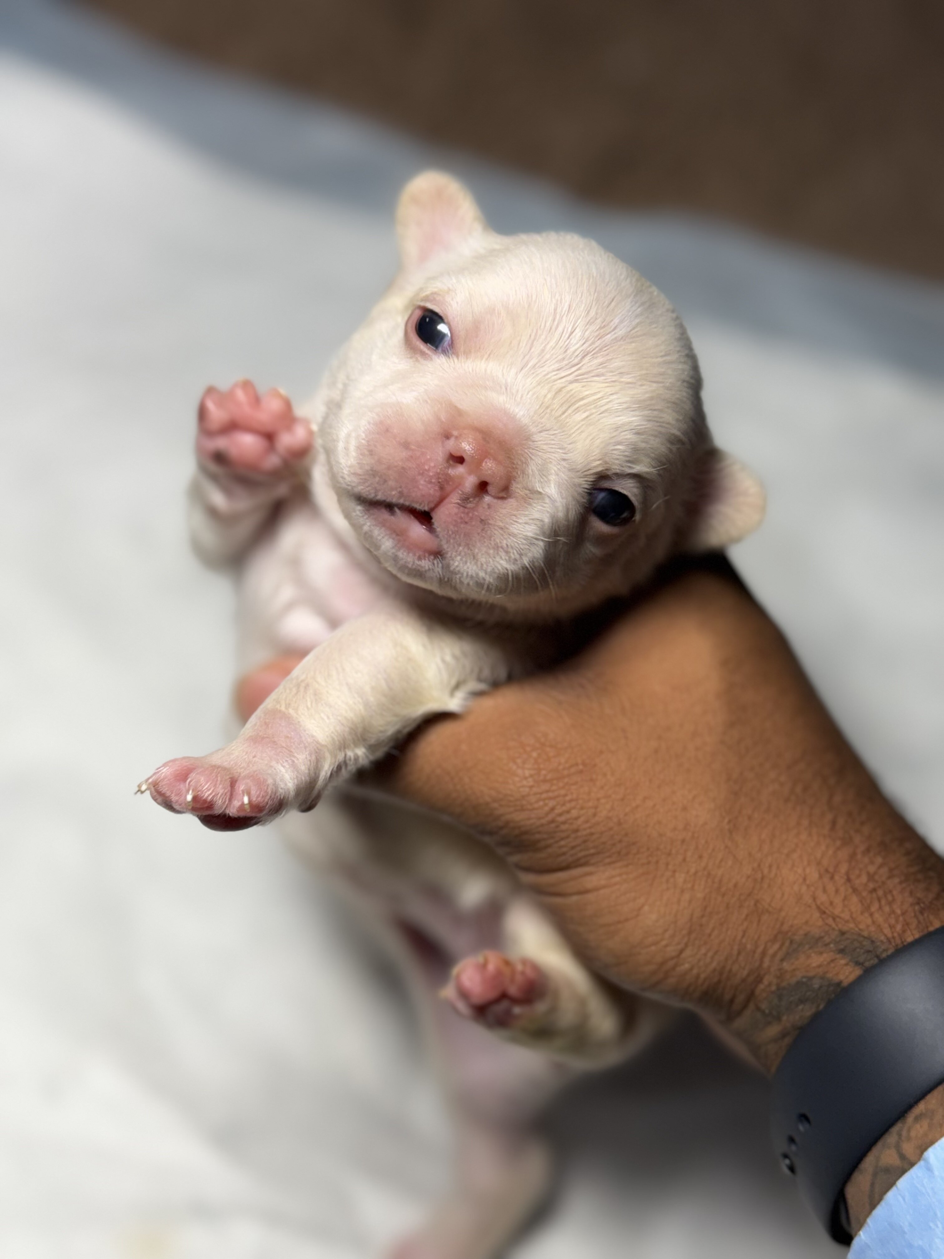 french bulldogs litter for sell image 4