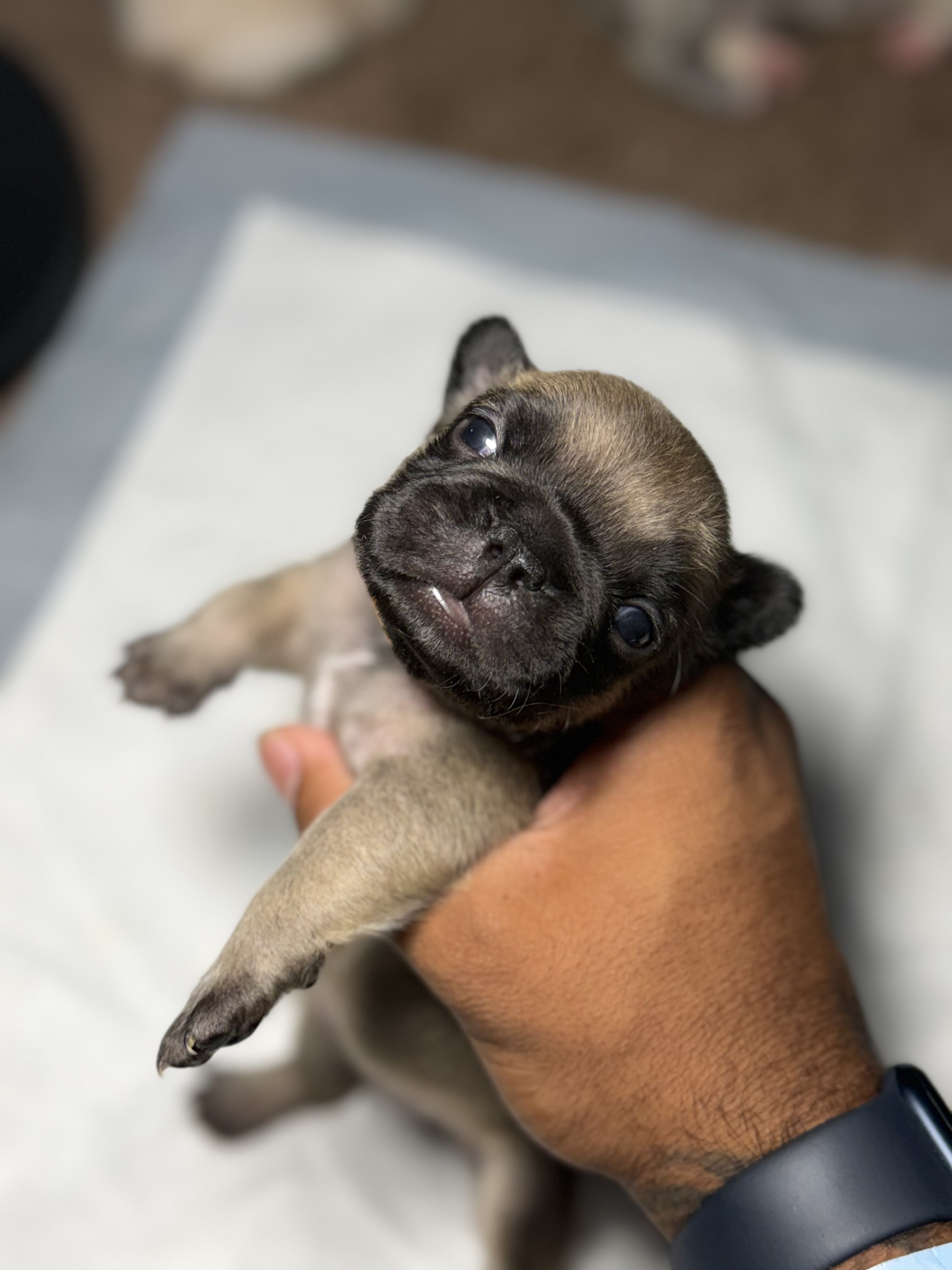 french bulldogs litter for sell image 2