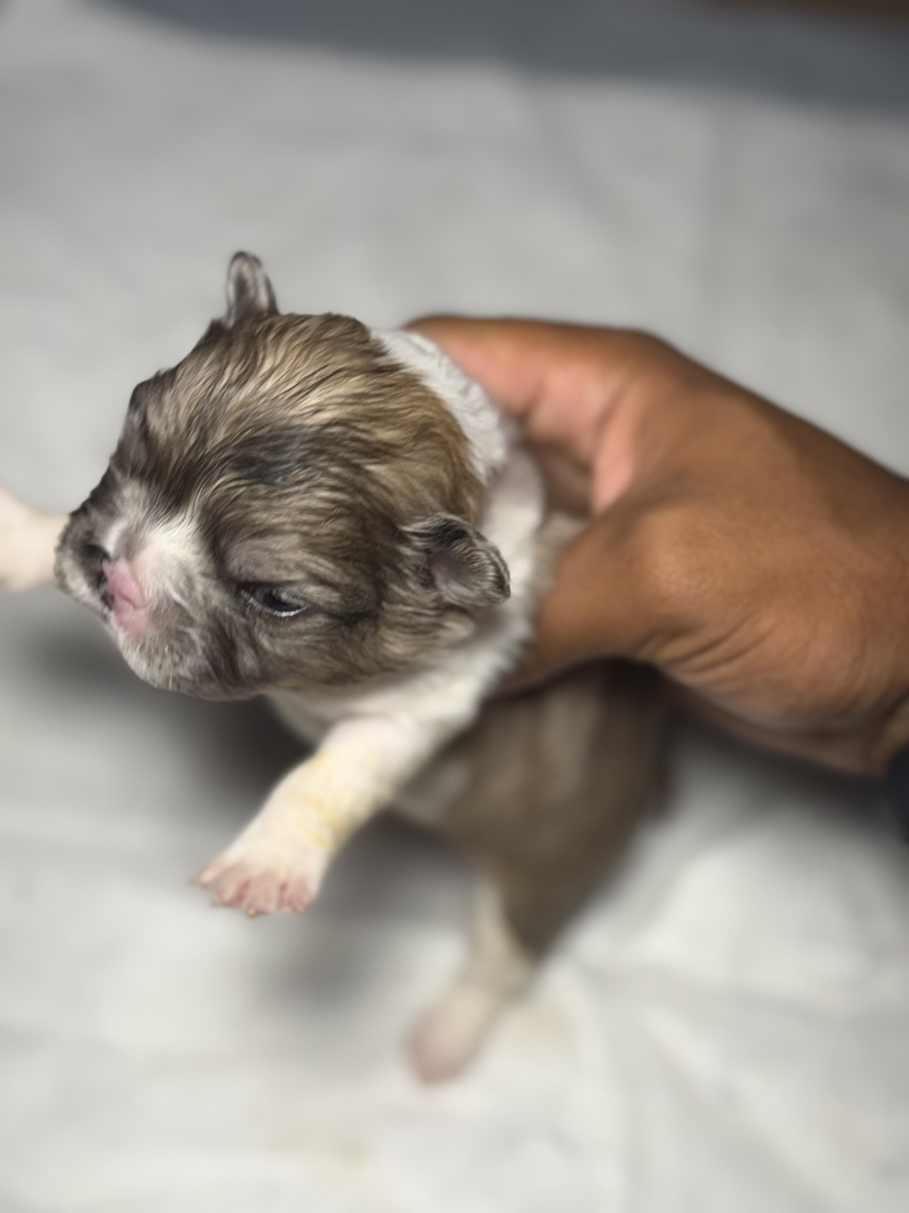 french bulldogs litter for sell image 1