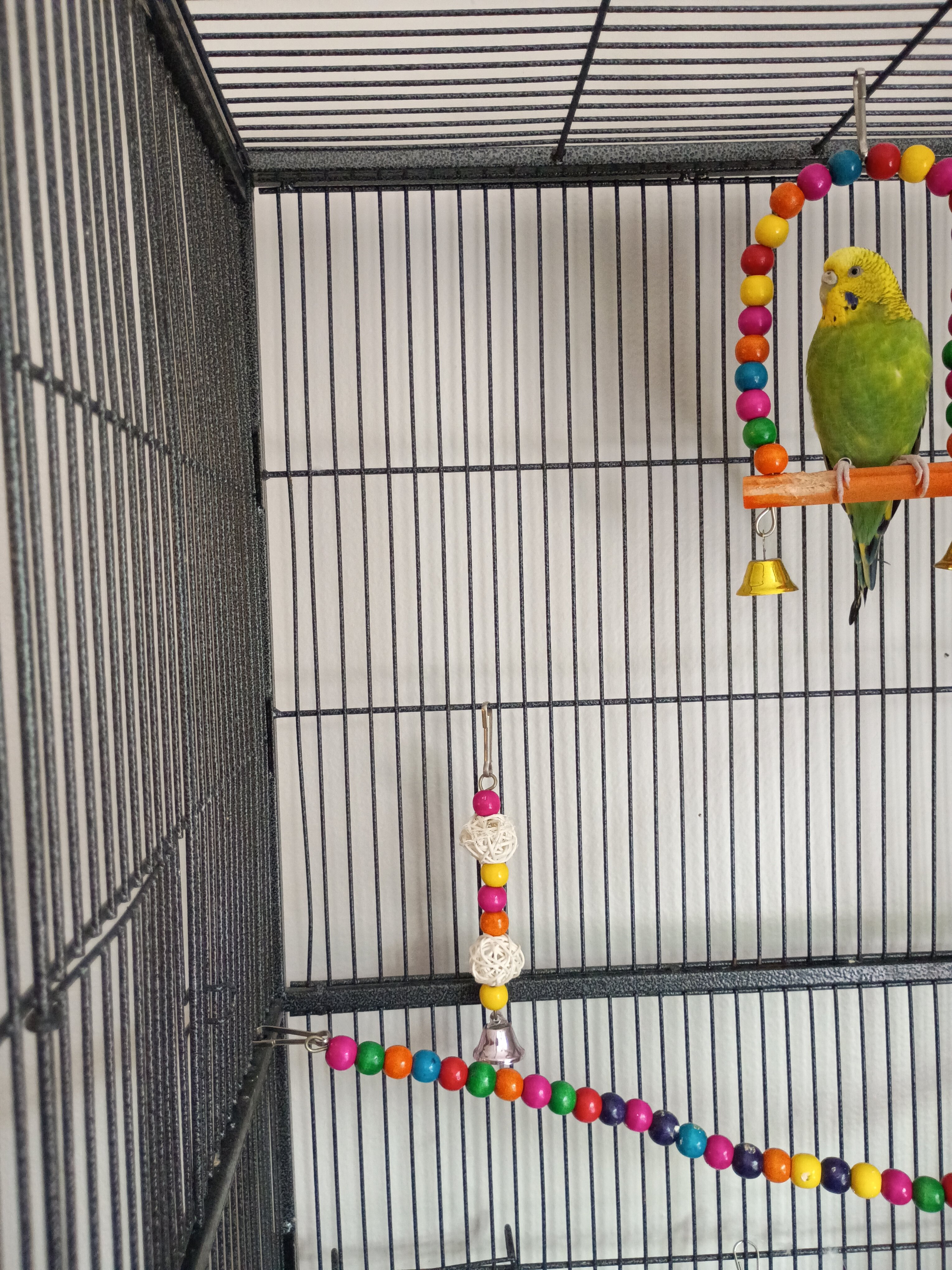 Parakeets male and female pair image 3