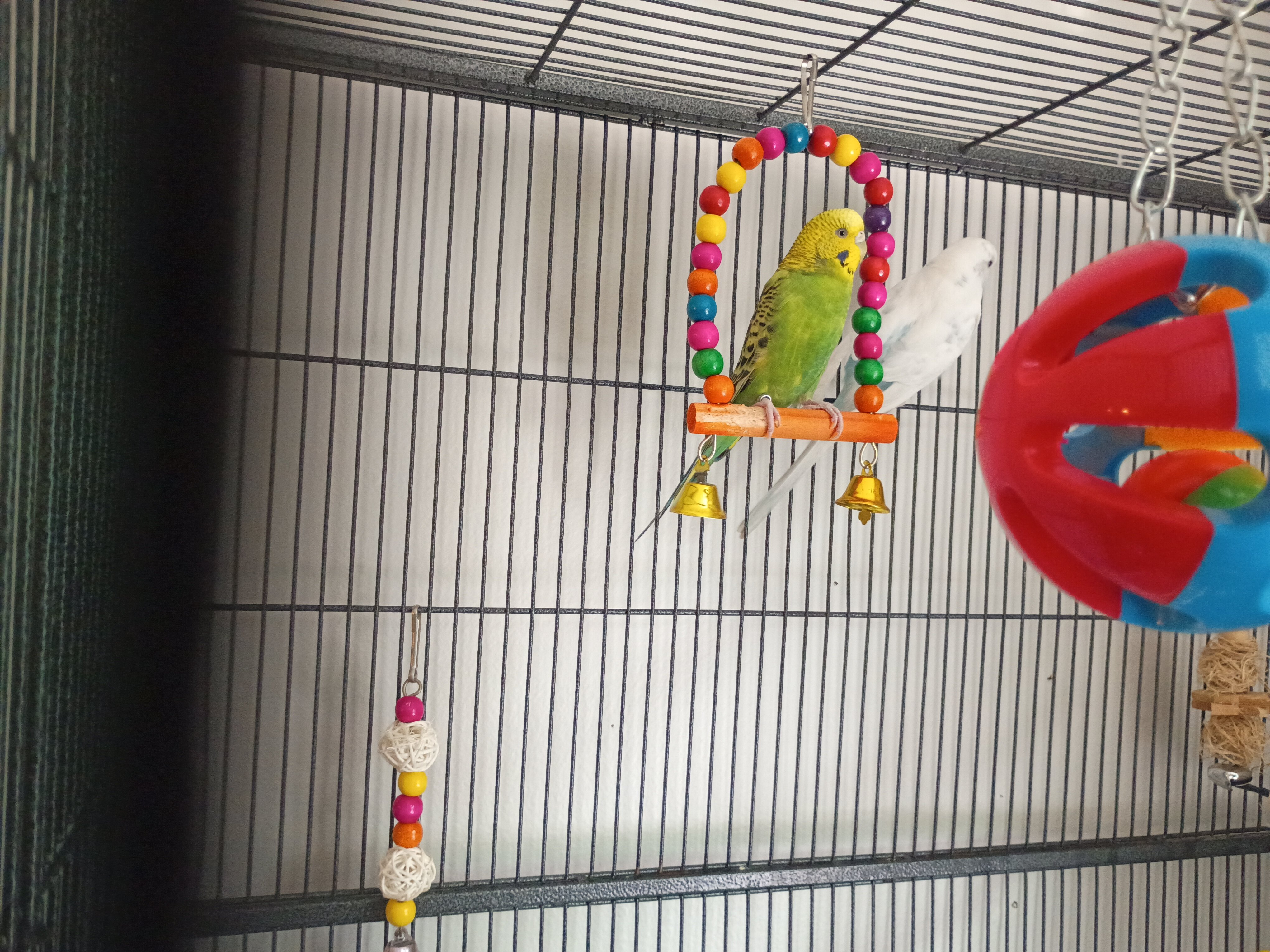 Parakeets male and female pair image 2