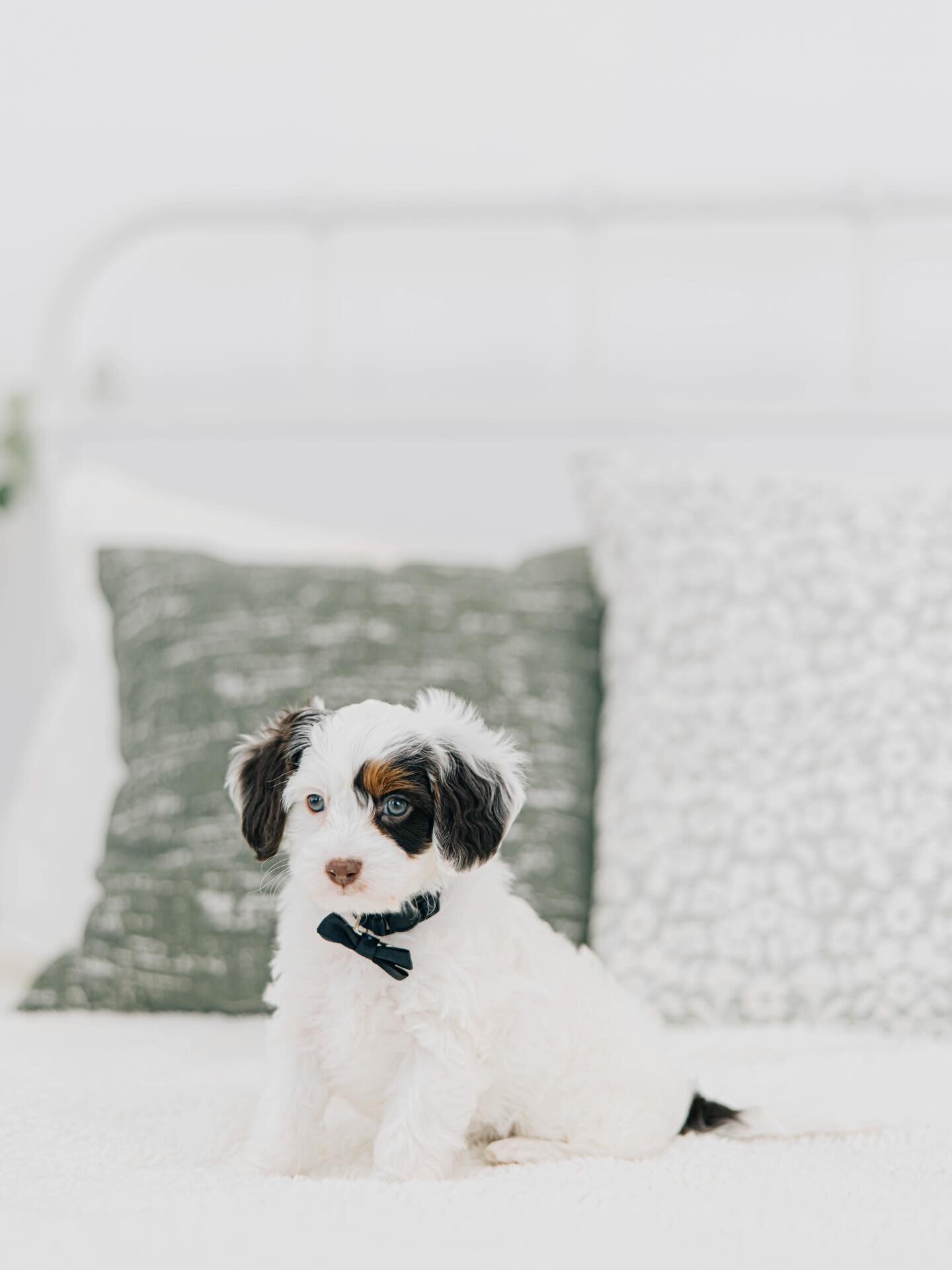 Maltipoo puppy for sale image 2