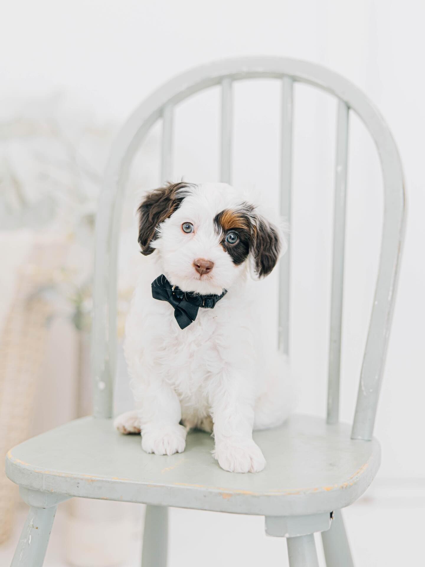 Maltipoo puppy for sale image 1