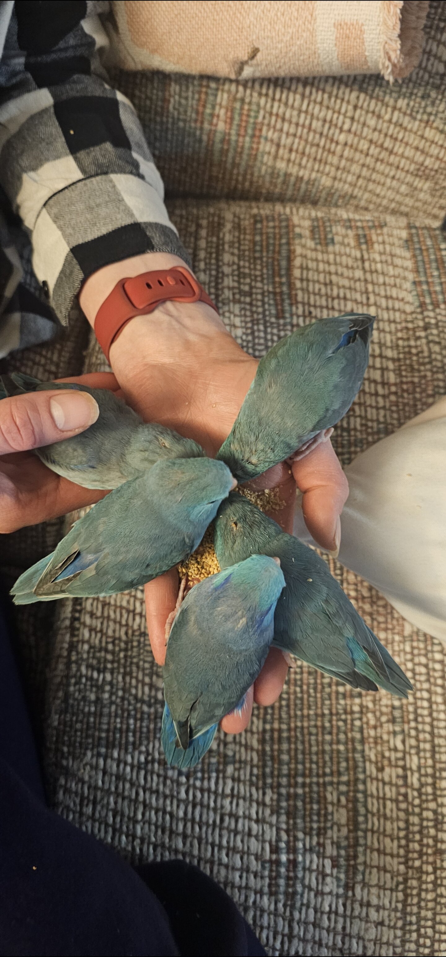 Pacific Parrotlet image 2