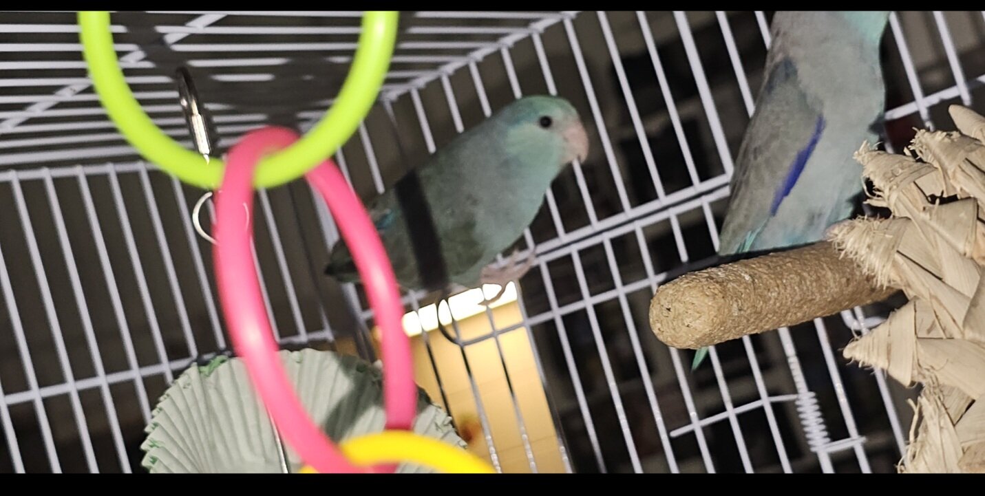 Pacific Parrotlet image 1