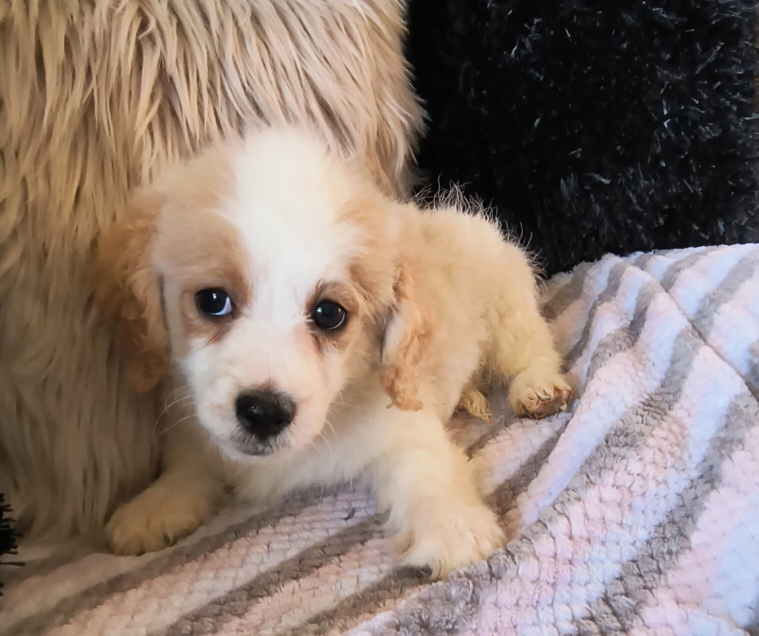Shih Poo Puppies image 3
