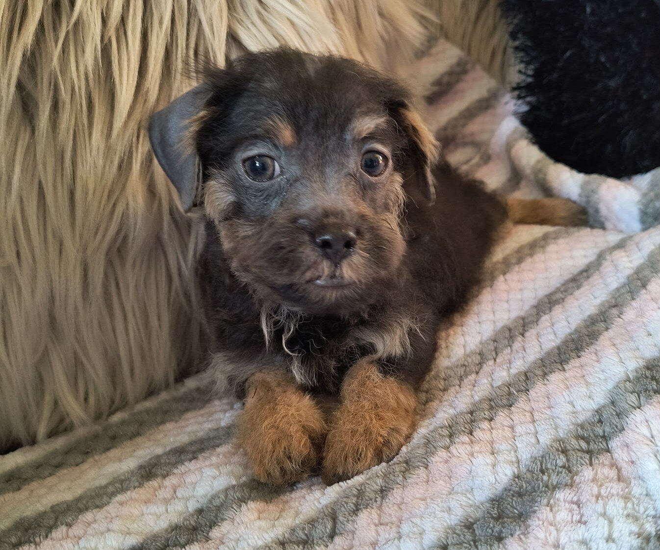 Shih Poo Puppies image 2