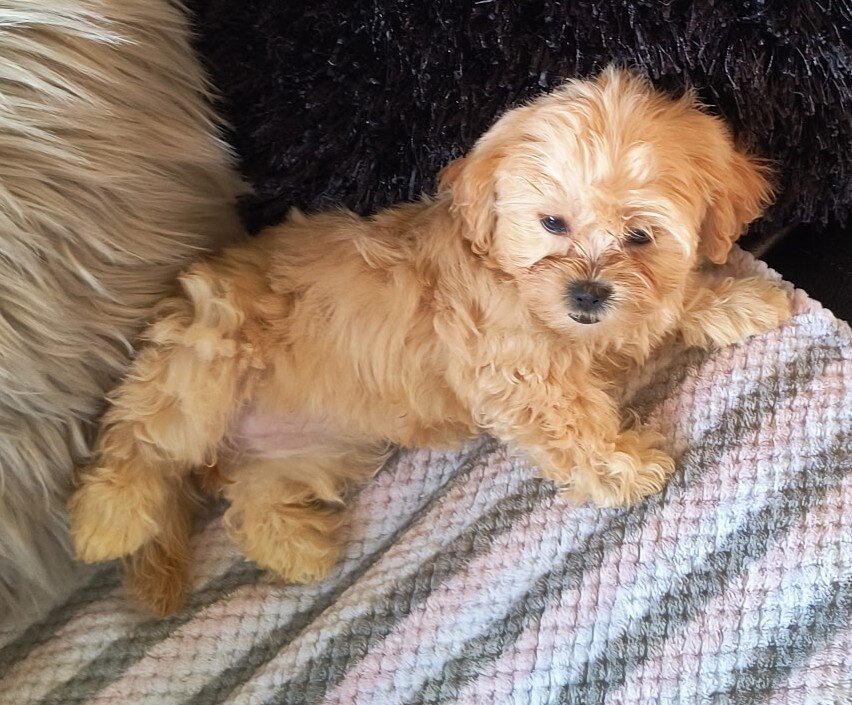 Shih Poo Puppies image 4