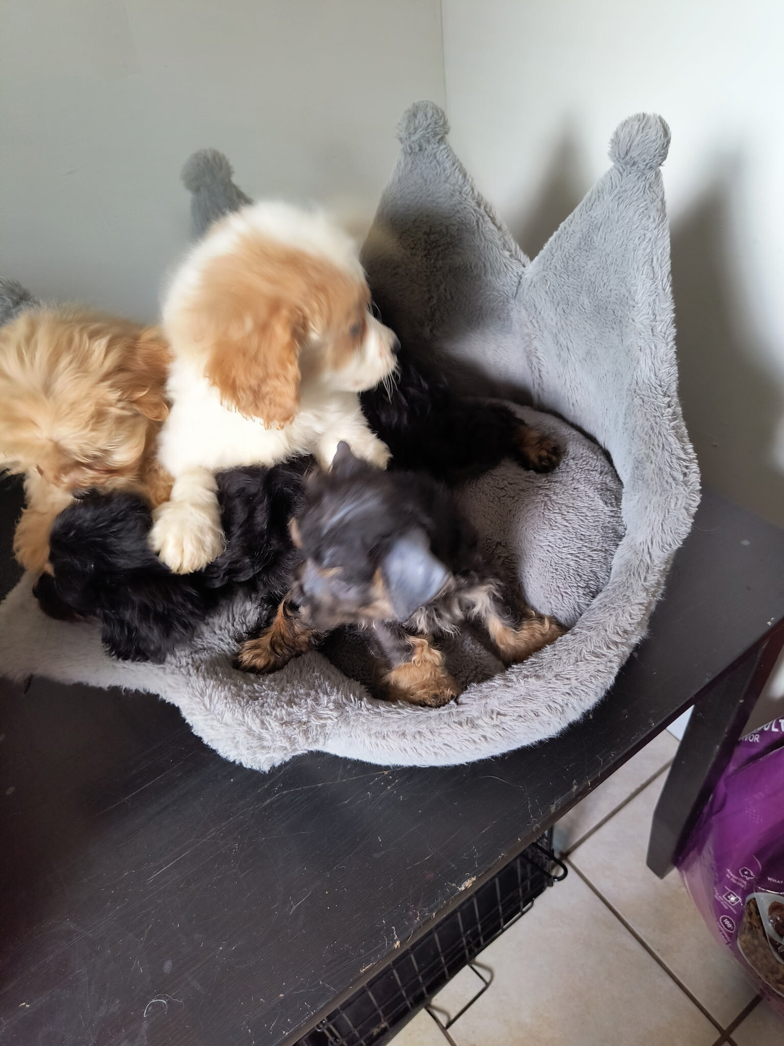 Shih Poo Puppies image 1