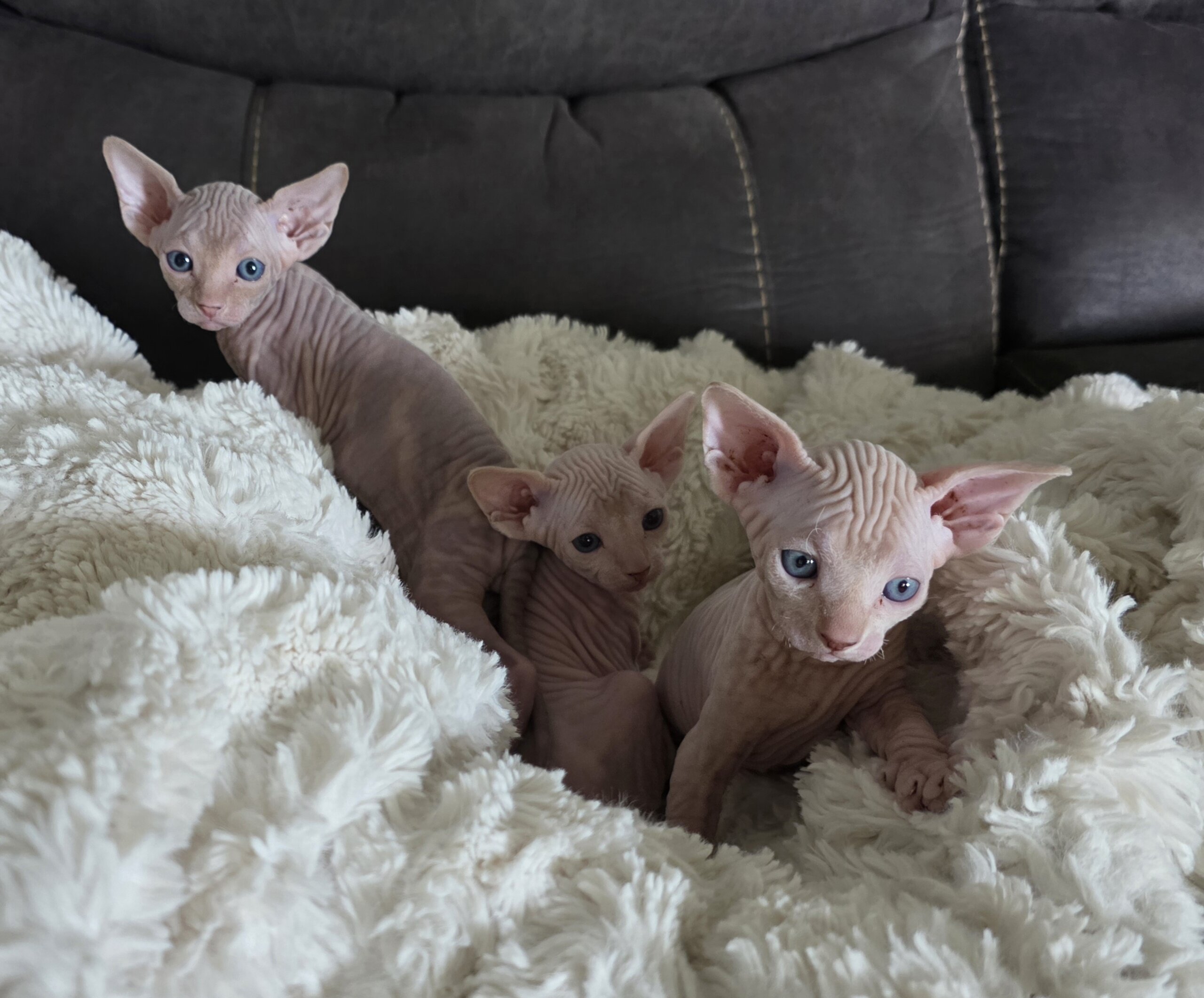 Sphynx Kittens image 2