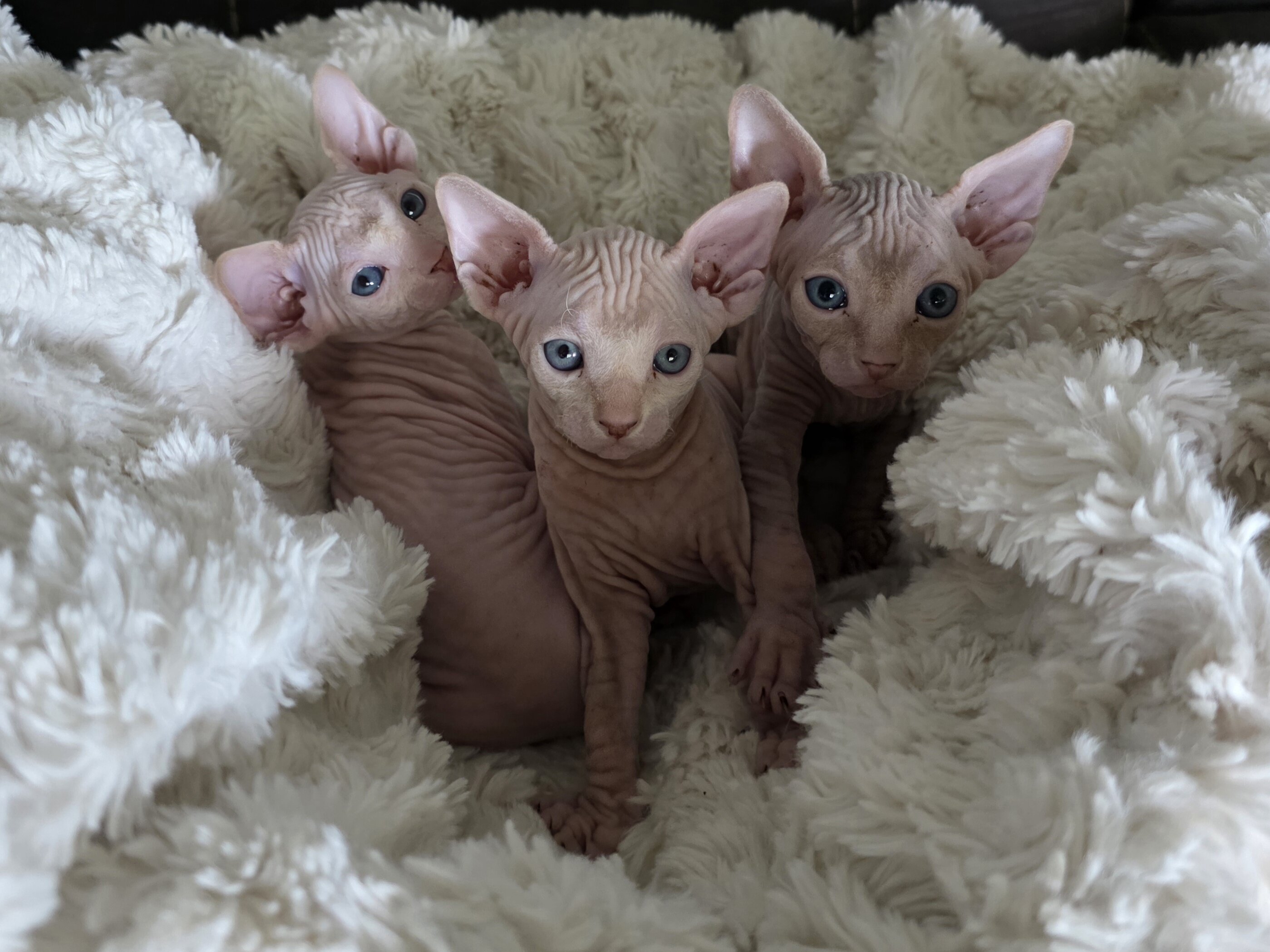 Sphynx Kittens image 1