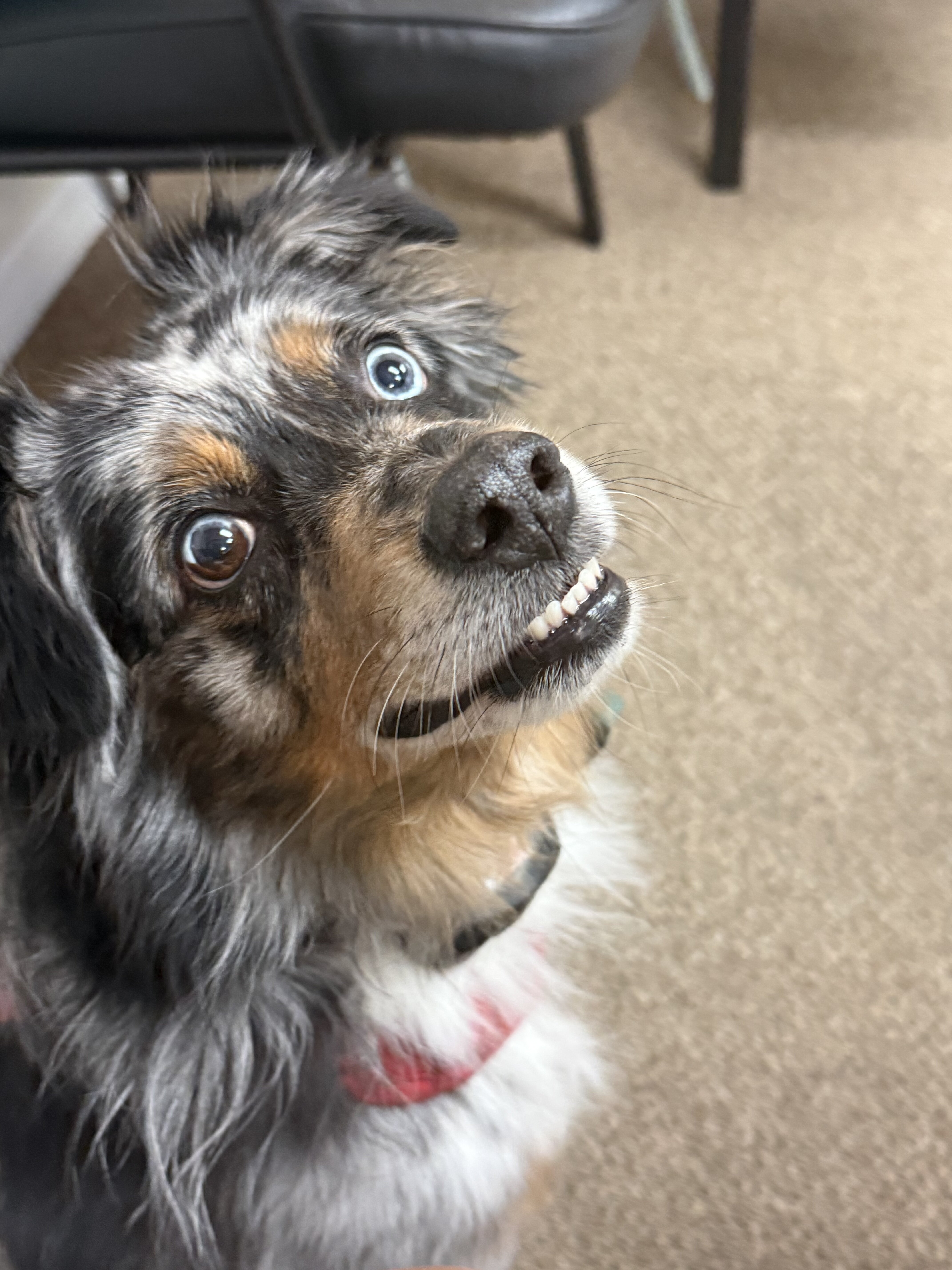 Meet Cooper — Looking for His Forever Home image 1
