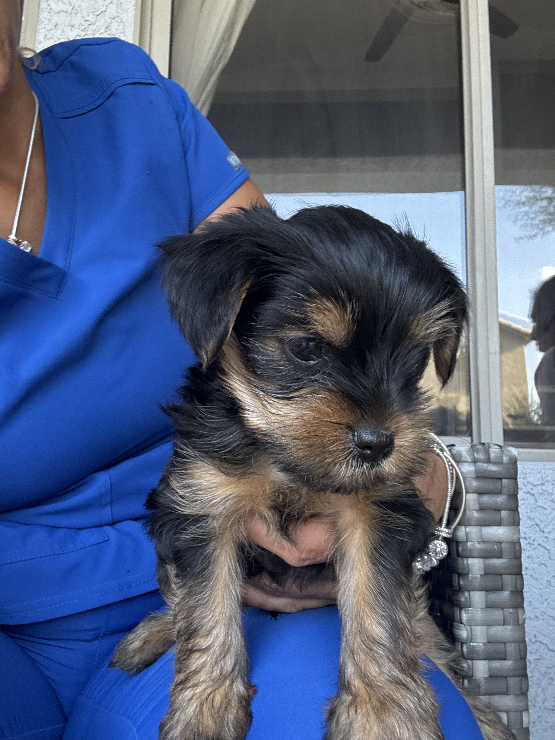 Yorkie terrier image 1