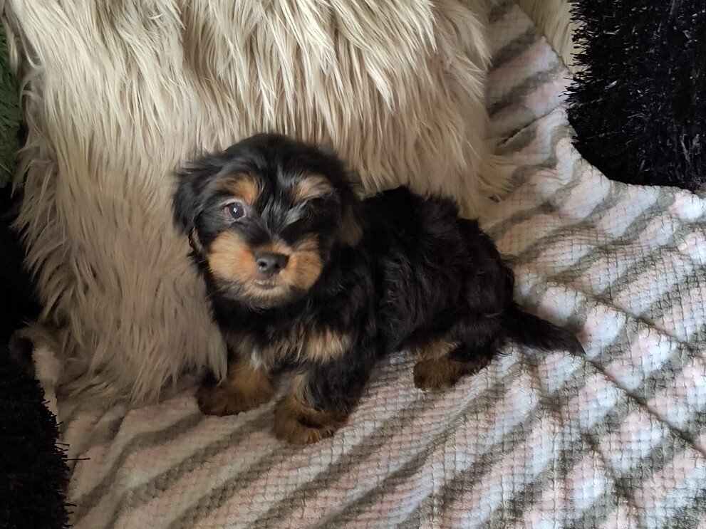 Shorkie Puppies image 4