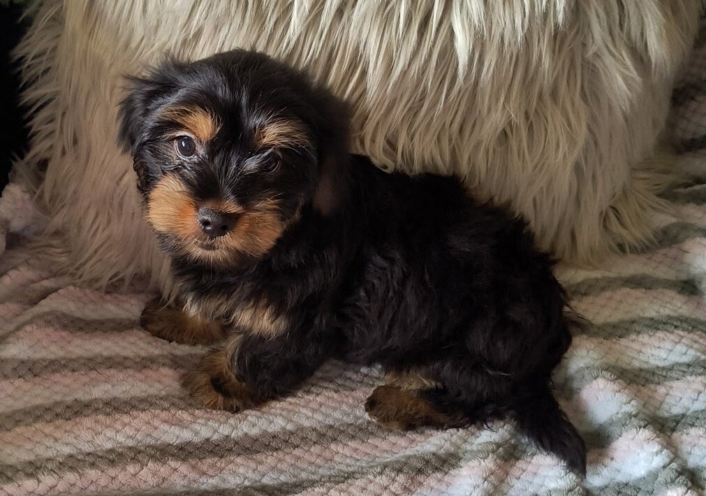 Shorkie Puppies image 5