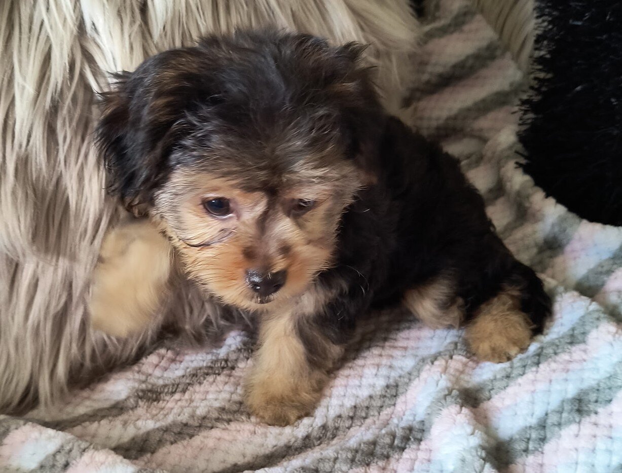 Shorkie Puppies image 2