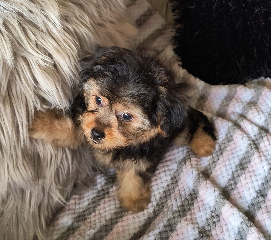Shorkie Puppies image 3