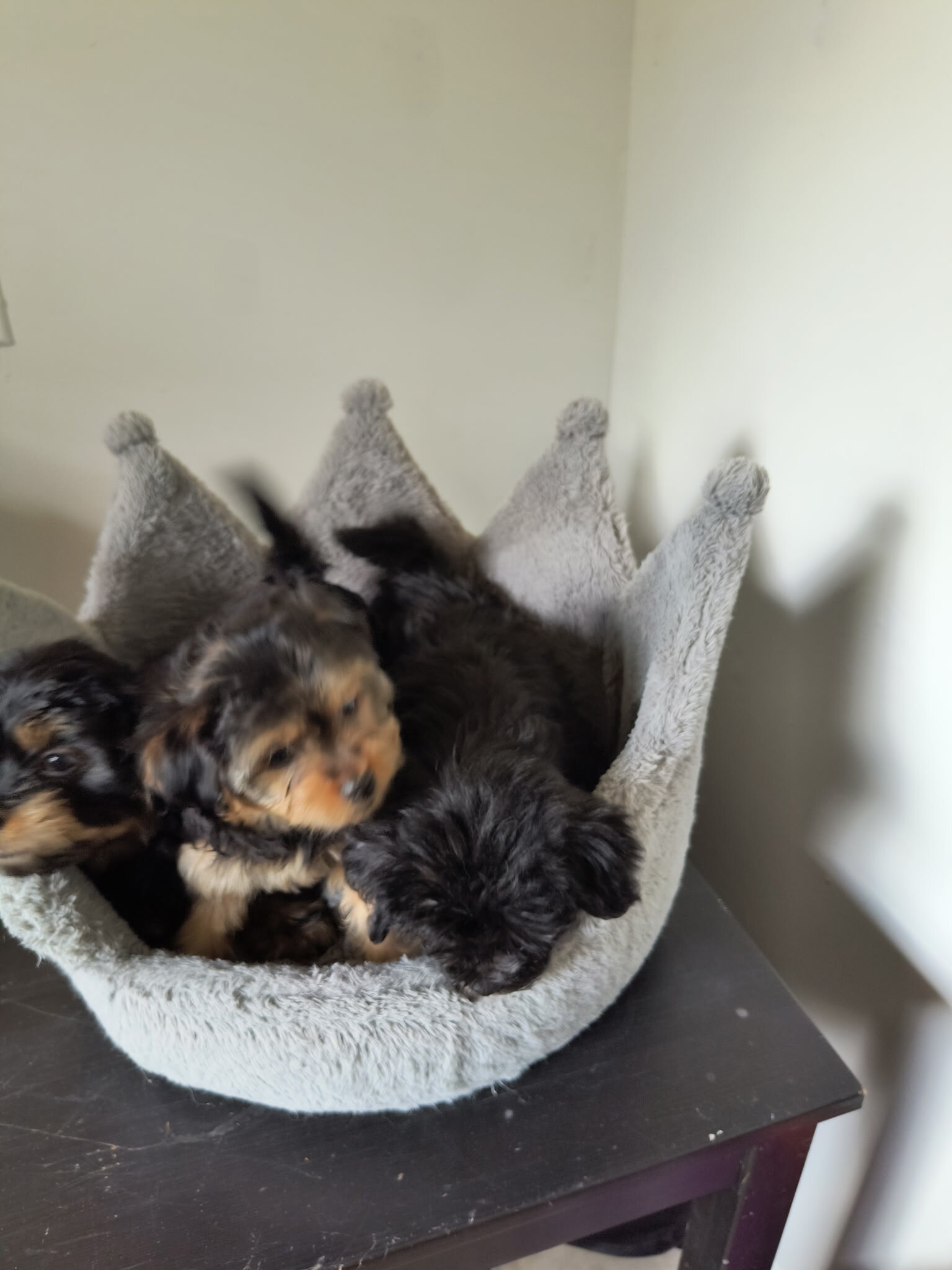 Shorkie Puppies image 1
