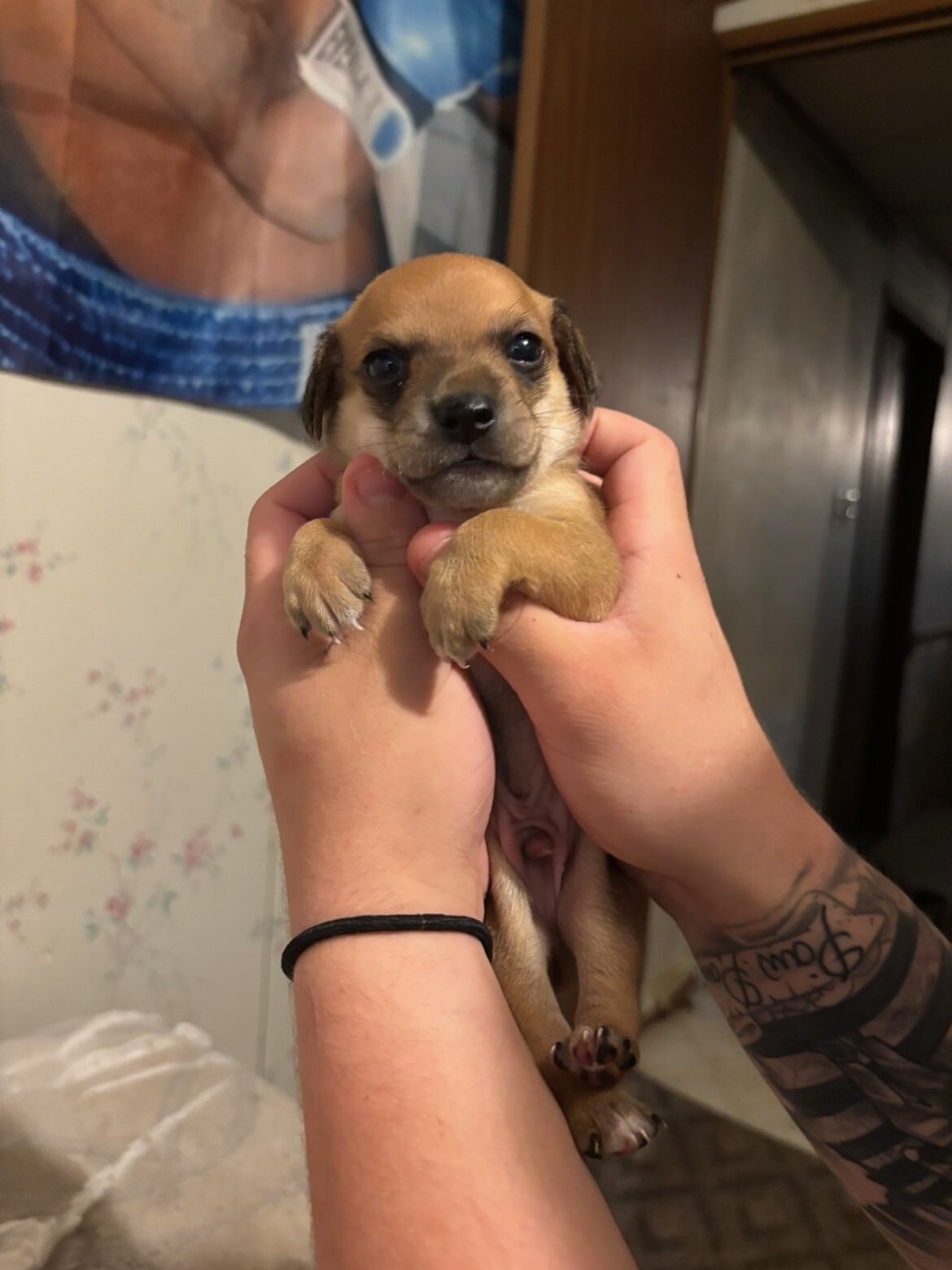 Chiweenies image 1