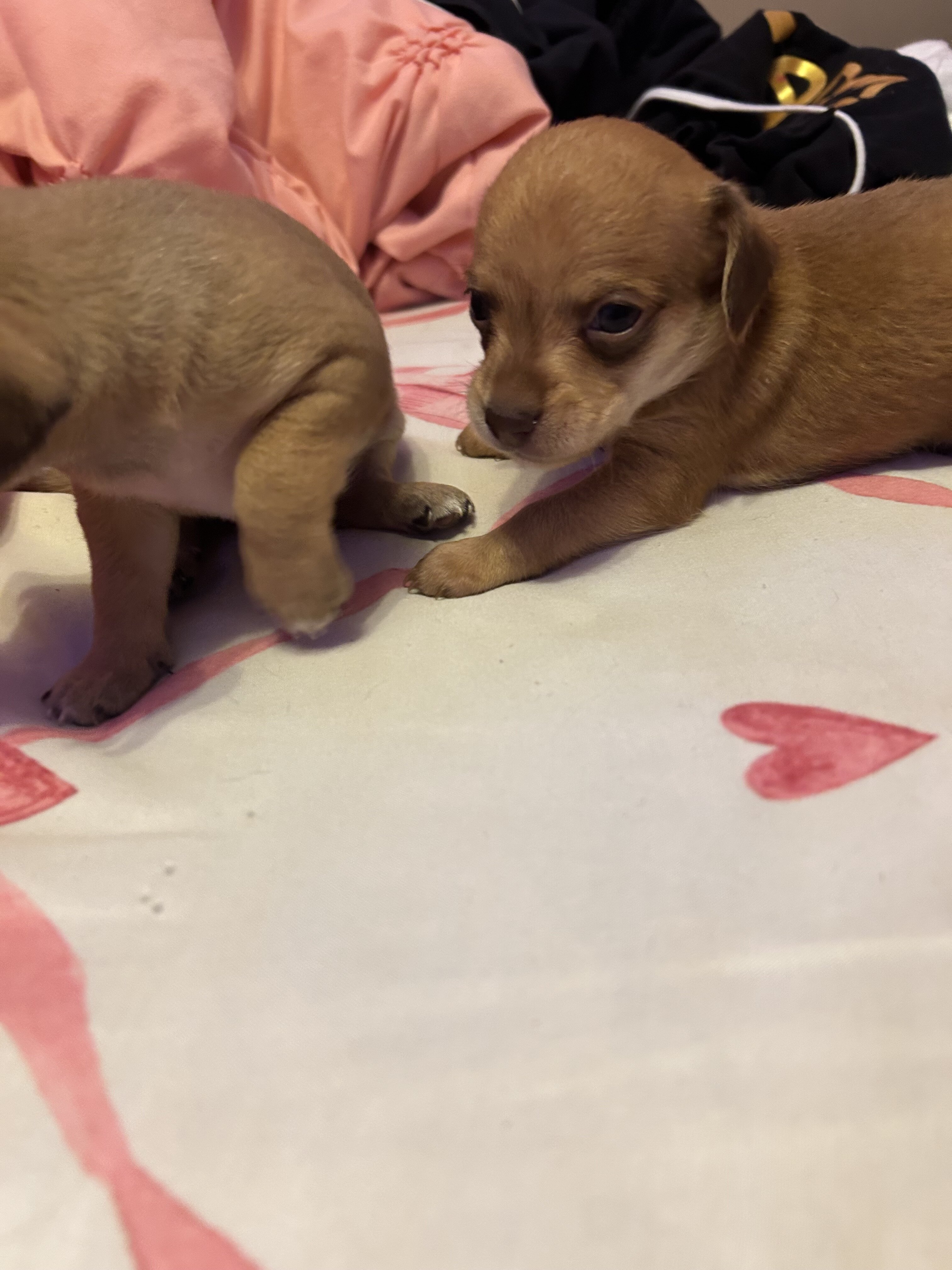 Chiweenies image 2