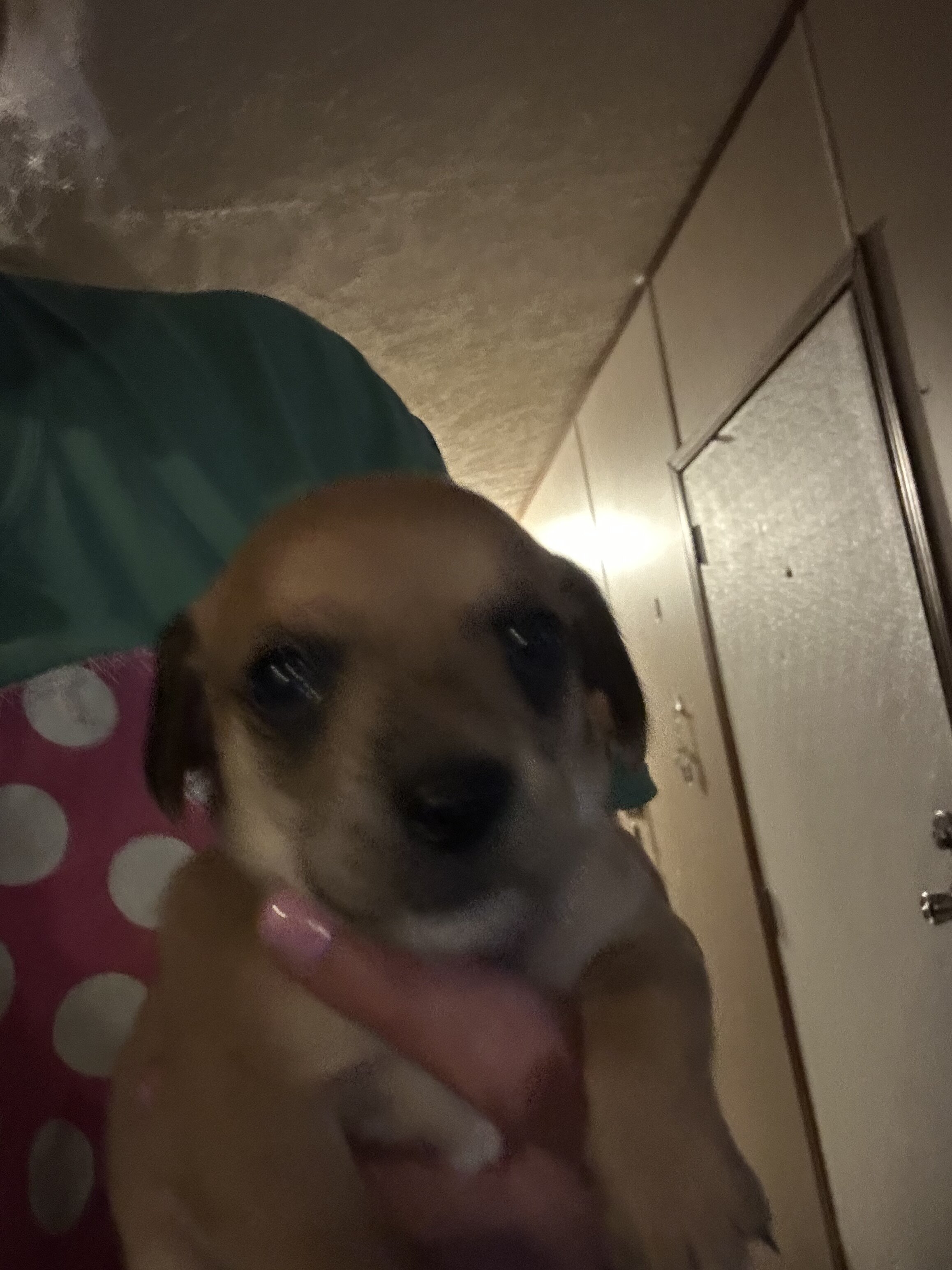 Chiweenies image 3